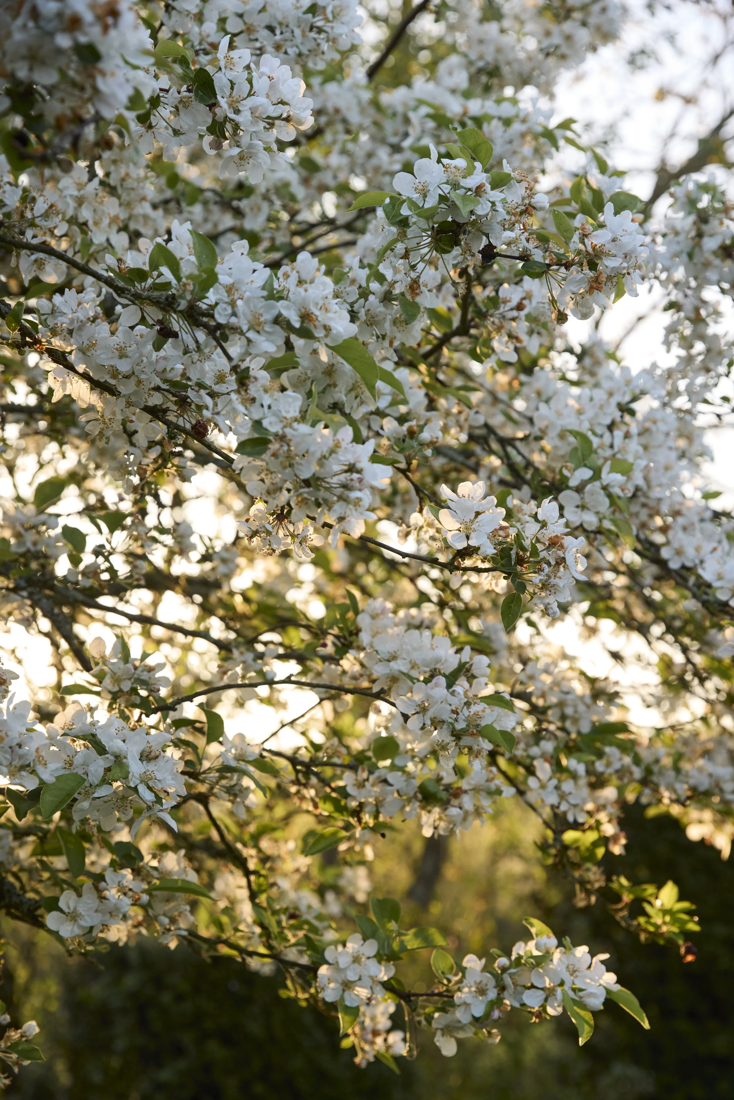 260422_Rustling_End_Herts_Spring_00154.jpg