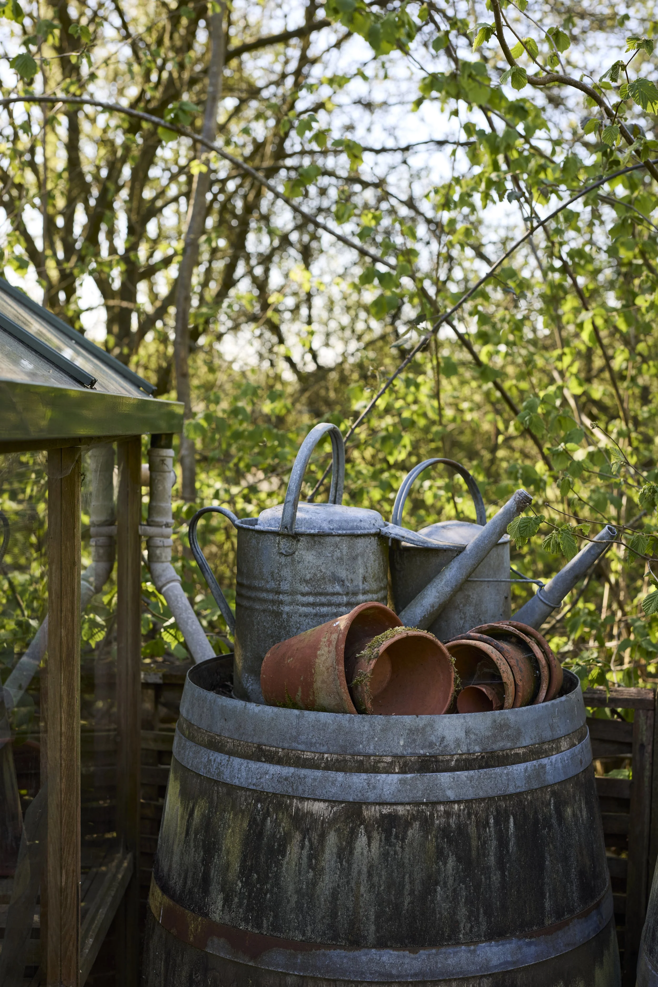 260422_Rustling_End_Herts_Spring_00794.jpg