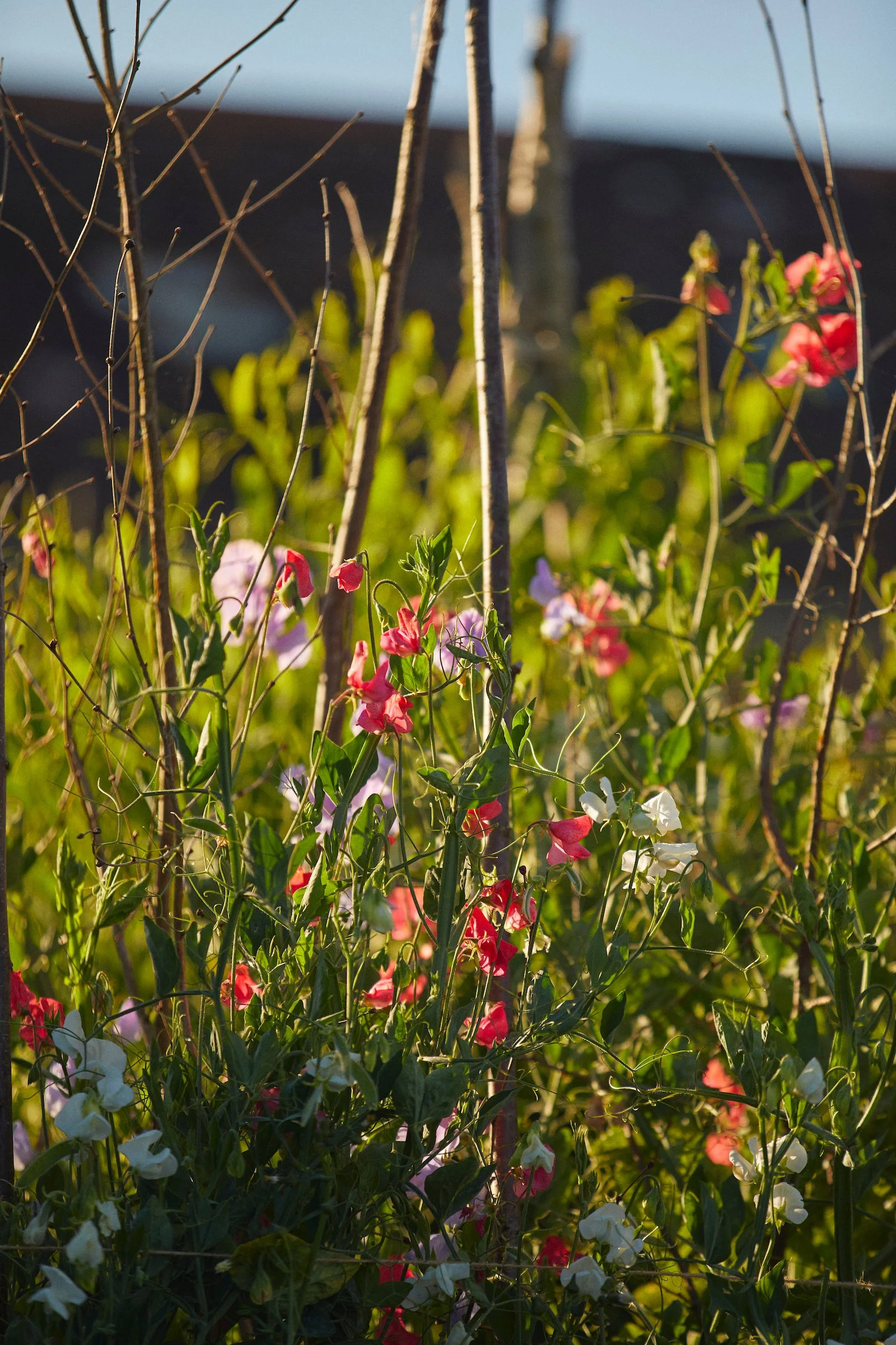 220708_Long_Bredy_House_ 27 1.jpg