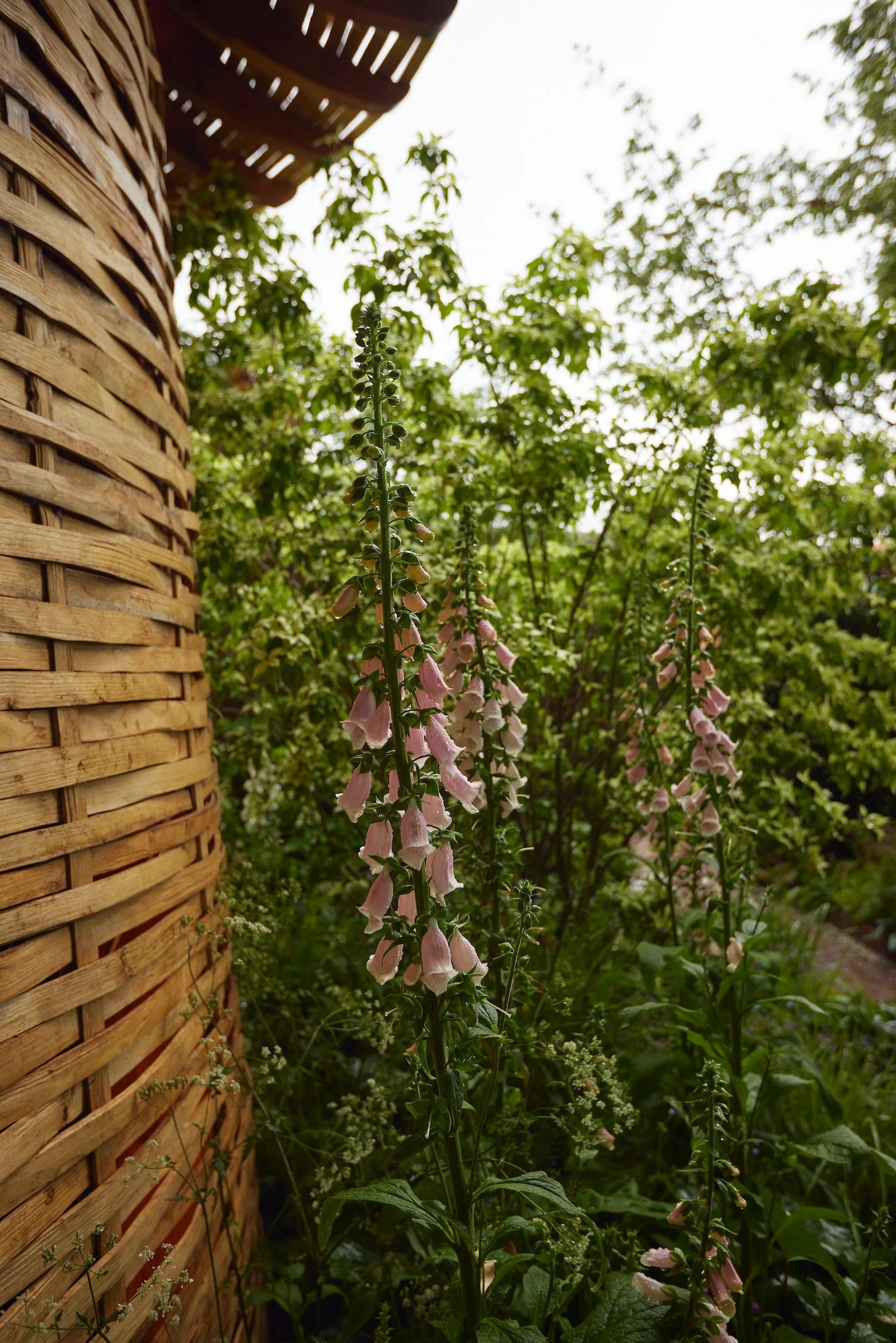 240522_RHS_Chelsea_Wednesday_00204 1.jpg