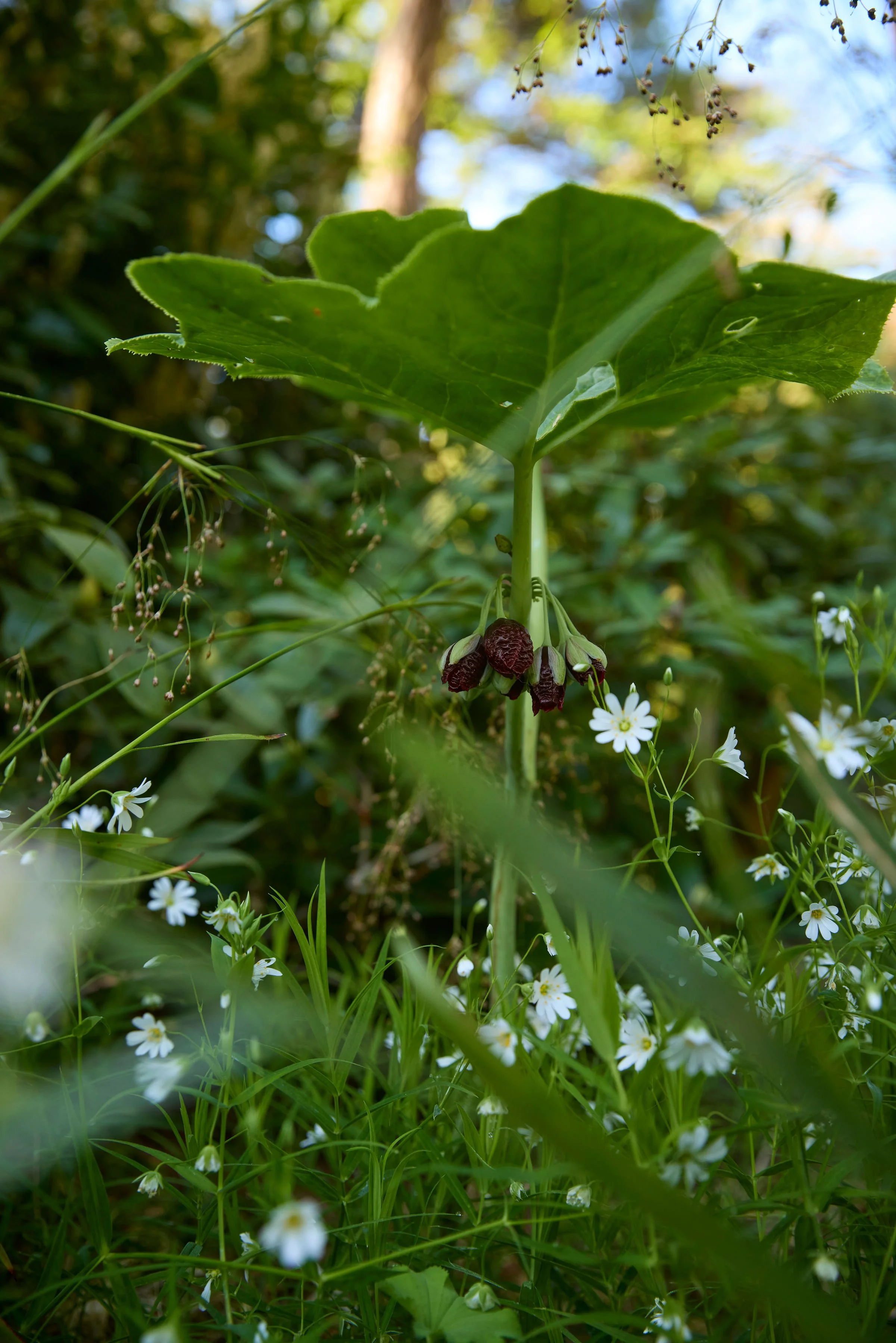260507_SMLA_Hilversum_A_000621.jpg