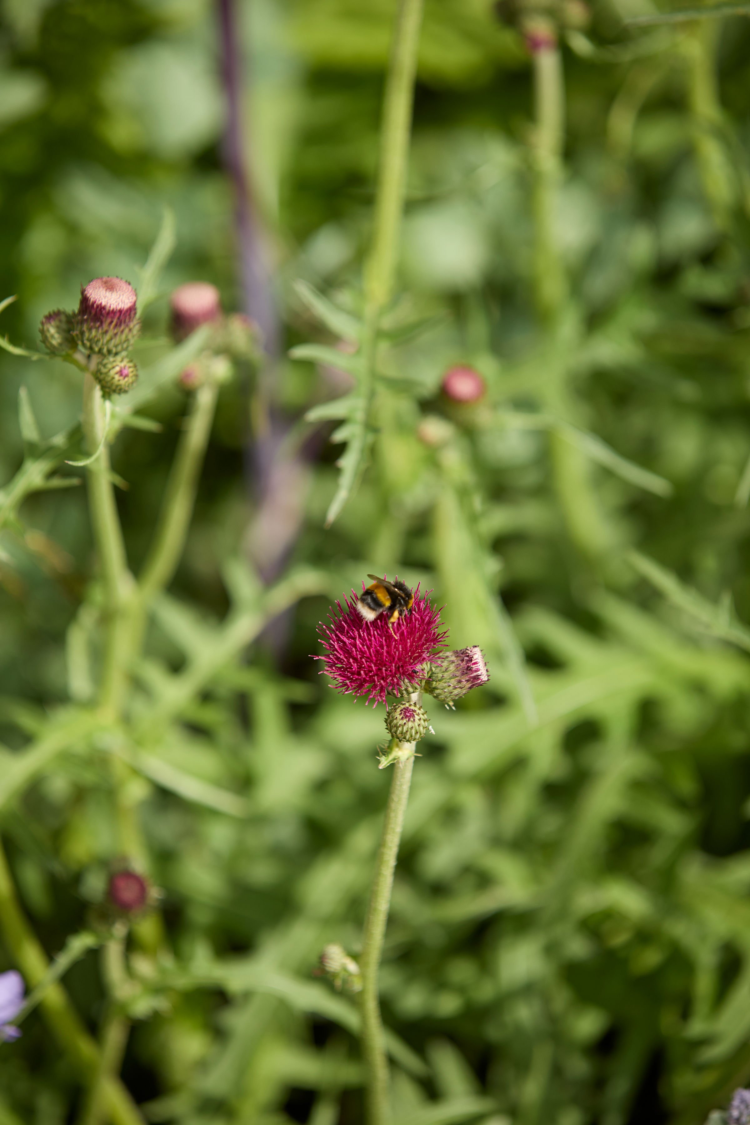 260515_RHS_Rob_Hardy_Trussell_001260.jpg