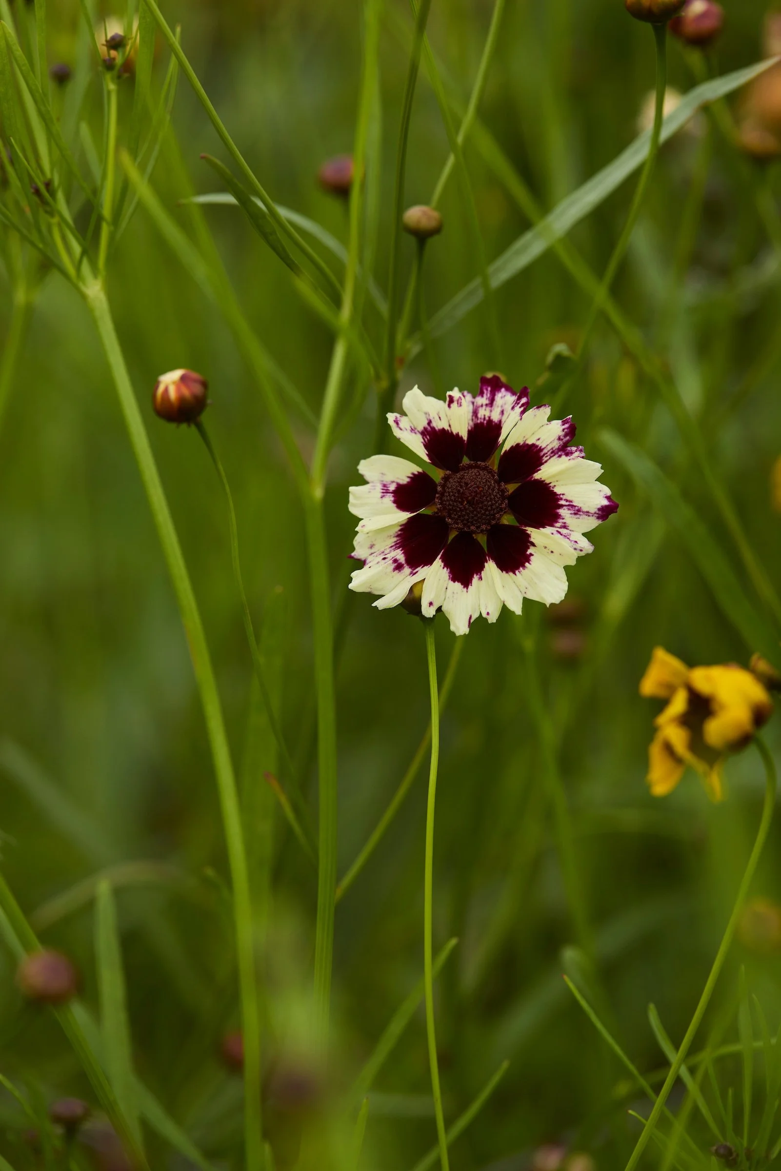 250801_Field_Flower_A_00871.jpg