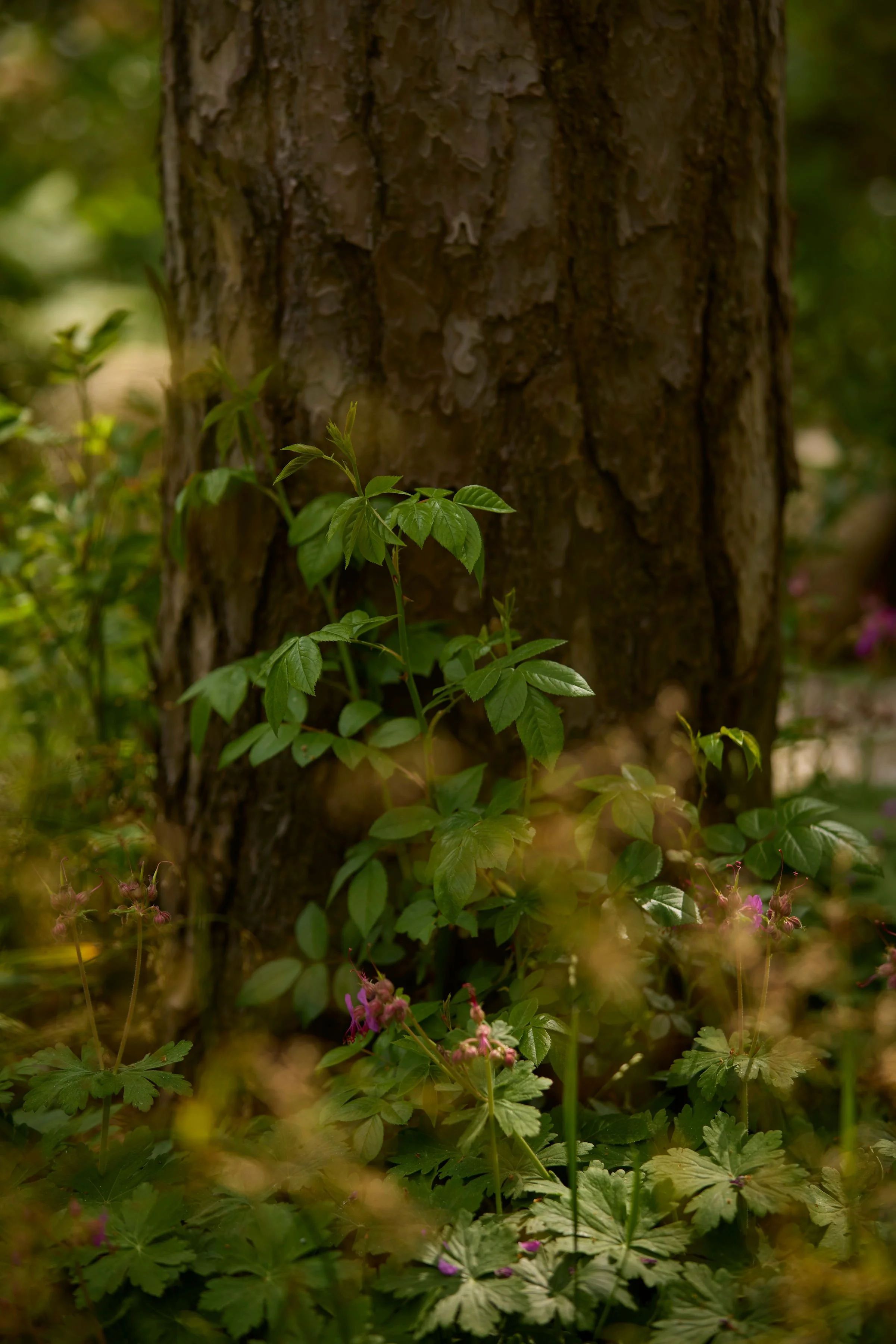 260507_SMLA_Hilversum_B_003026.jpg
