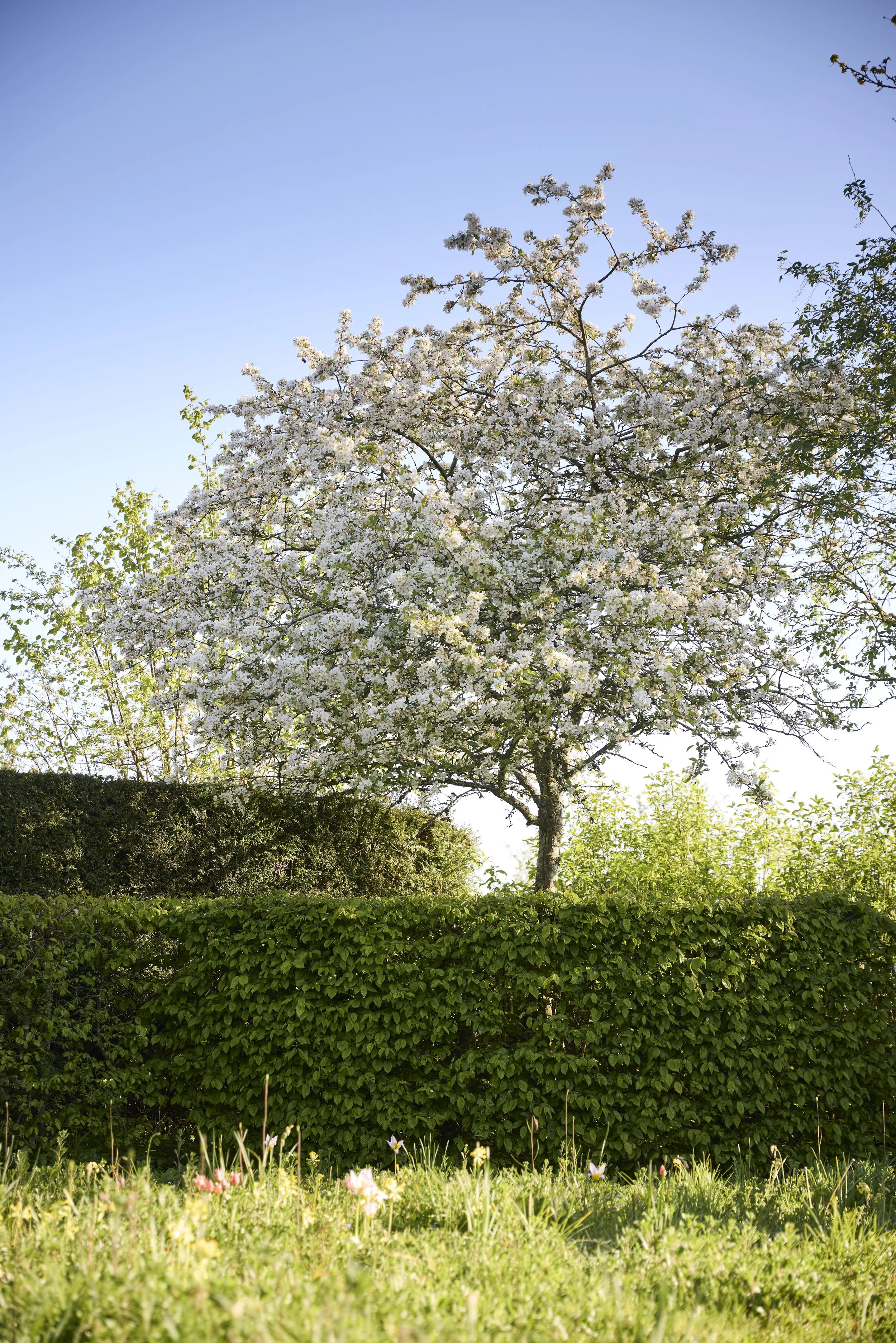 260422_Rustling_End_Herts_Spring_00645.jpg