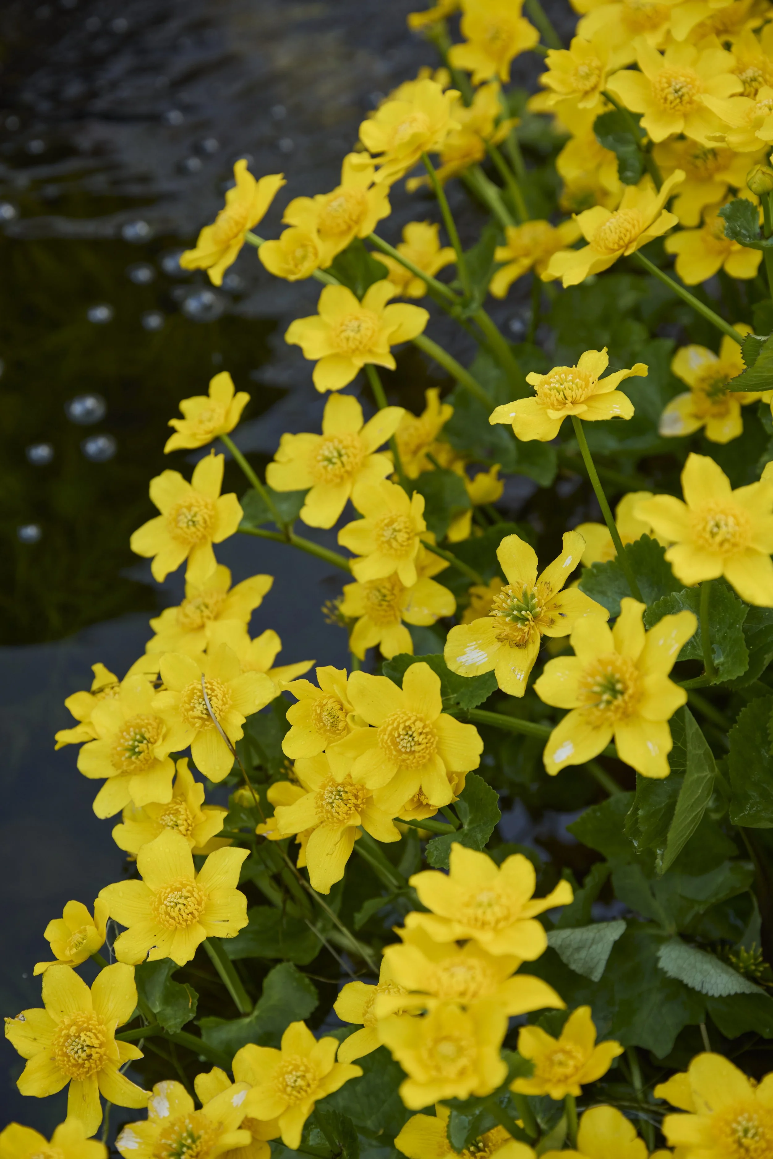 260422_Rustling_End_Herts_Spring_00175.jpg