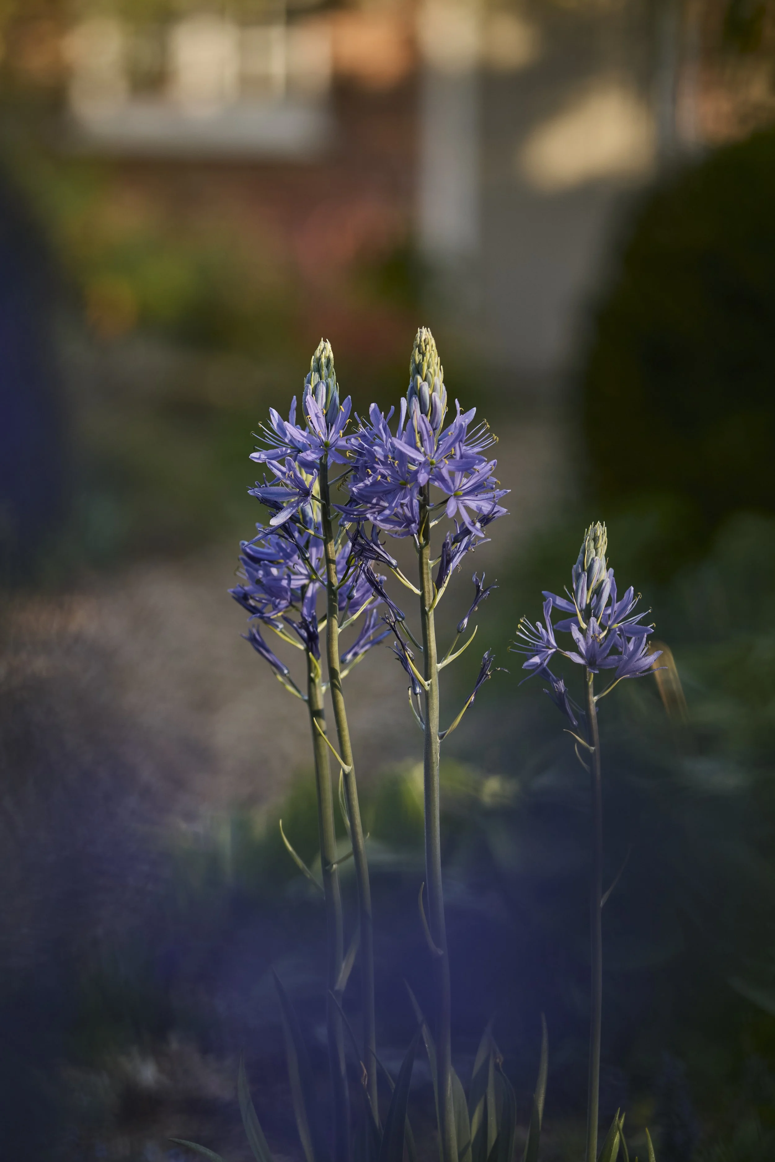 260422_Rustling_End_Herts_Spring_00500.jpg