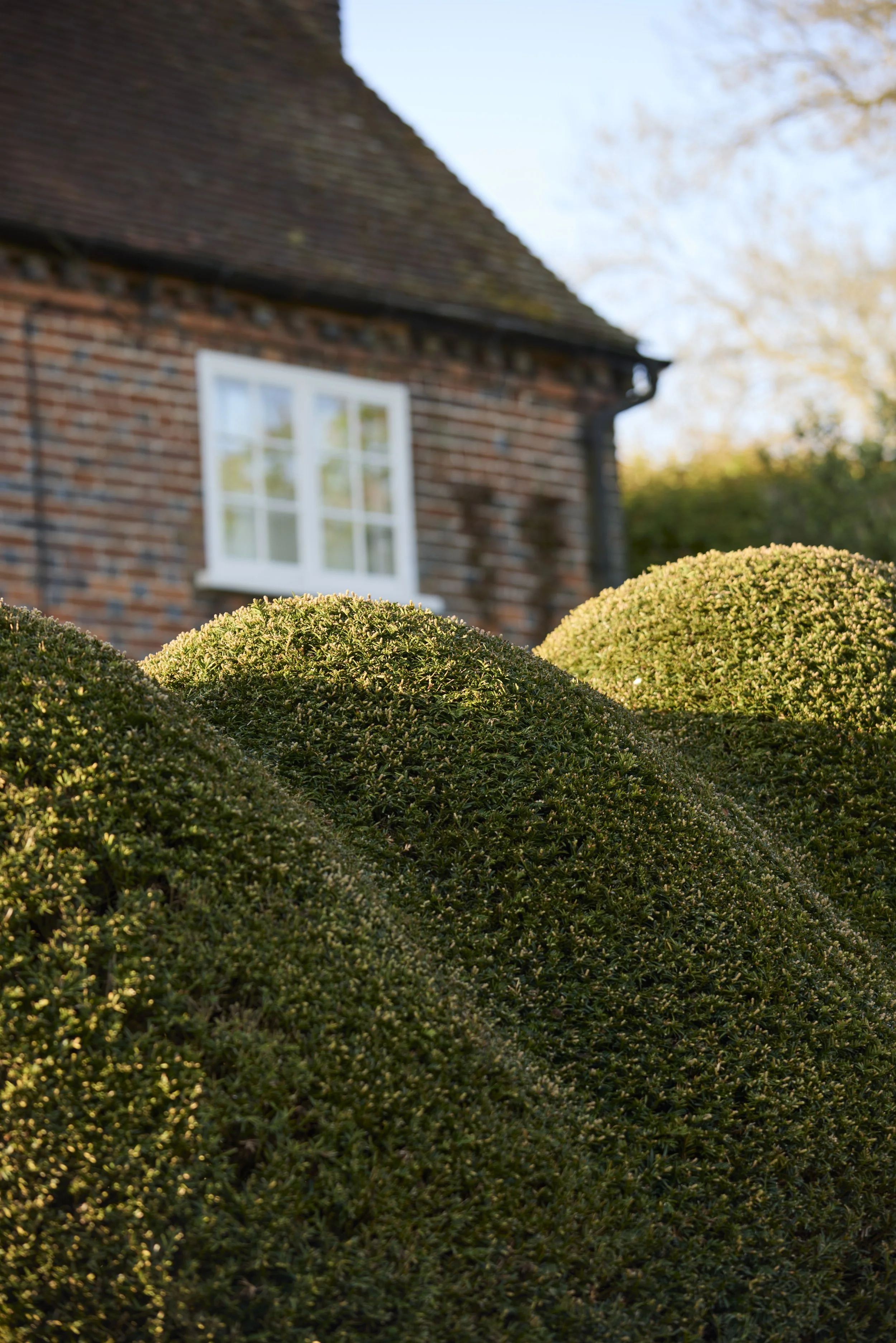 260422_Rustling_End_Herts_Spring_00410.jpg