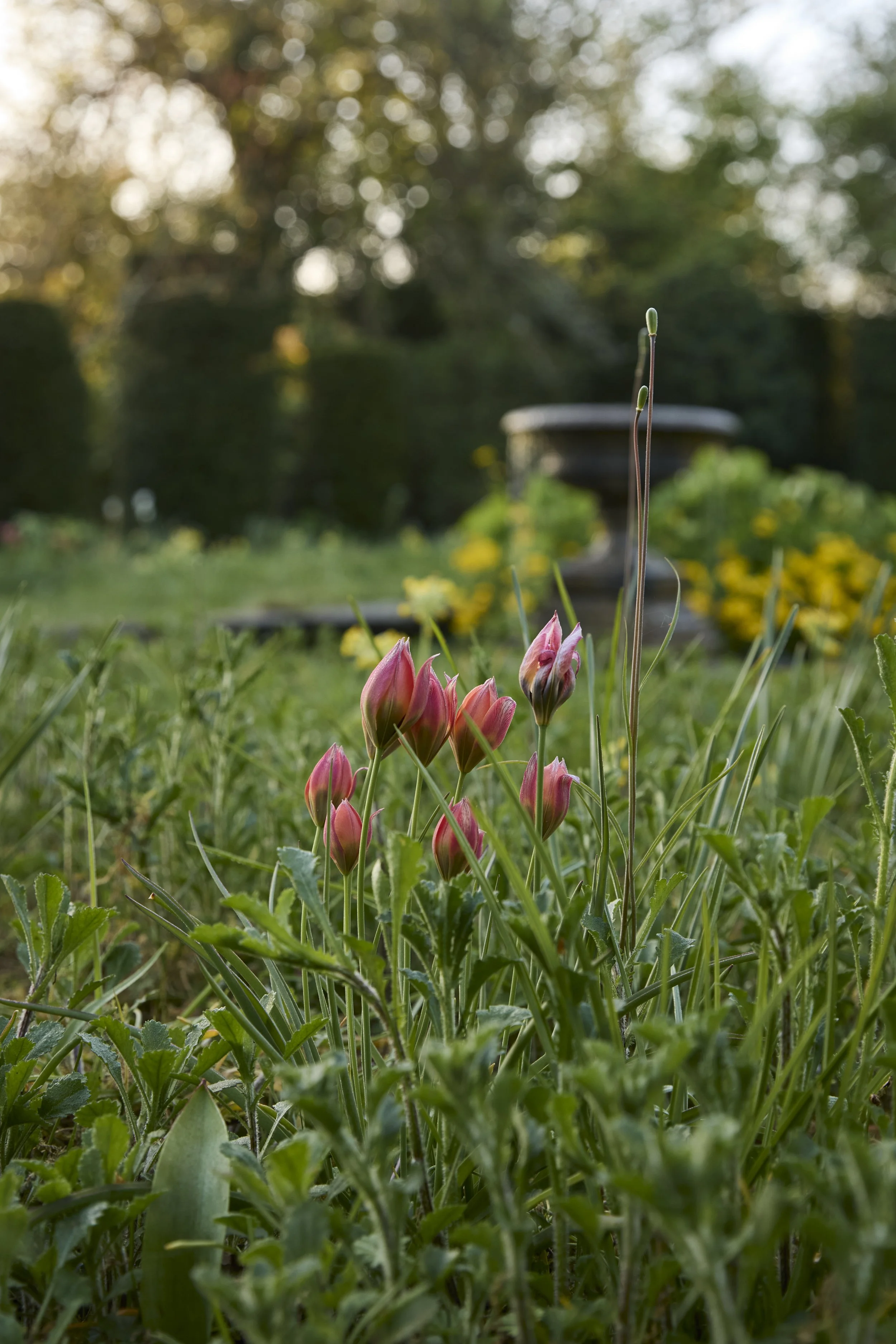 260422_Rustling_End_Herts_Spring_00161.jpg