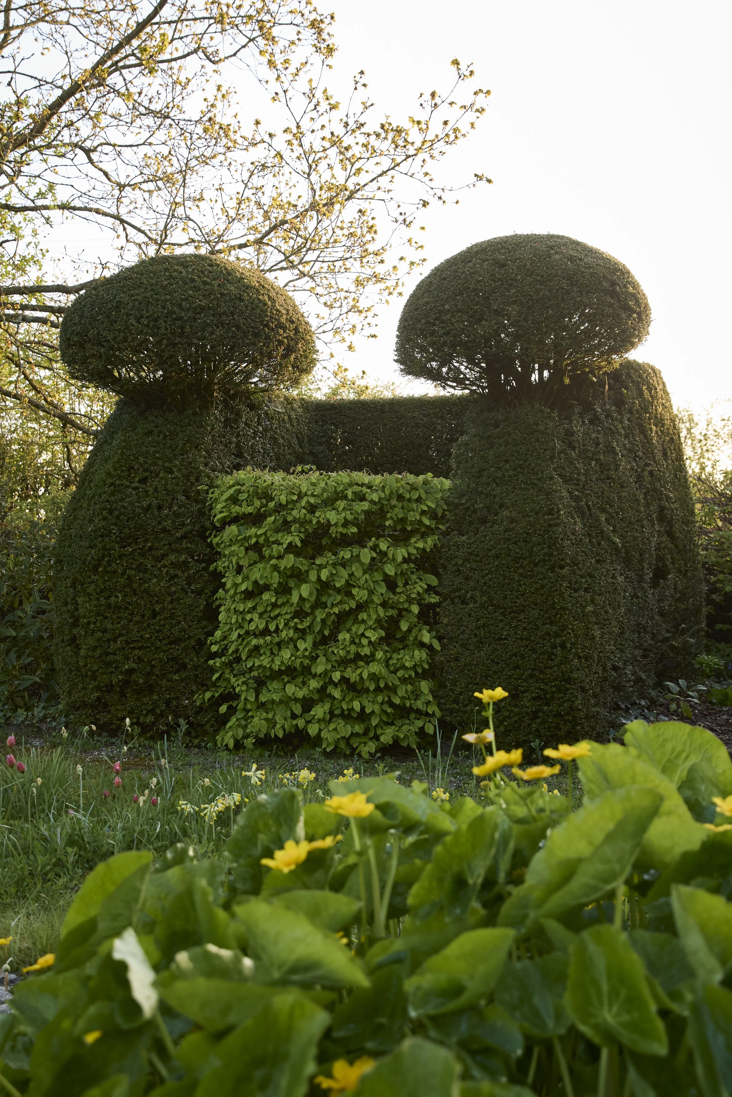 260422_Rustling_End_Herts_Spring_00179.jpg