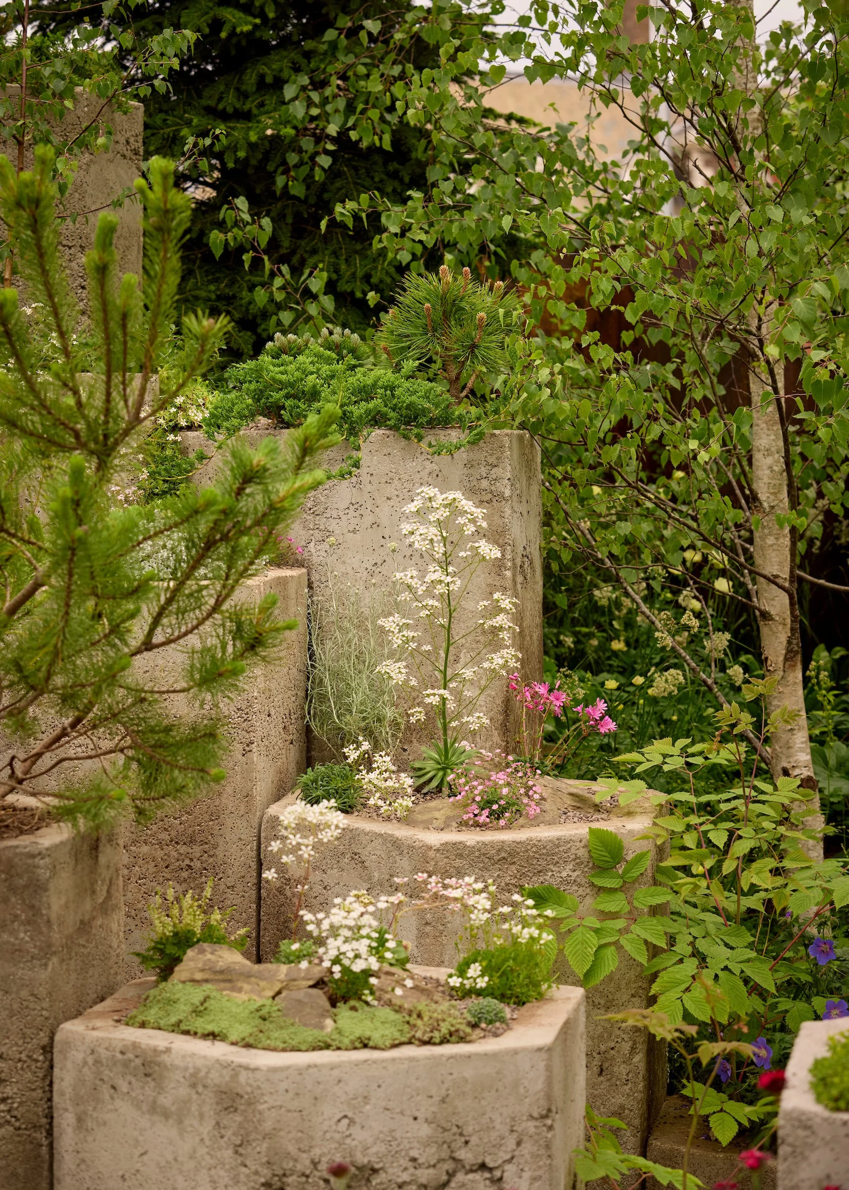 250518_RHS_Chelsea_Sun__01195.jpg