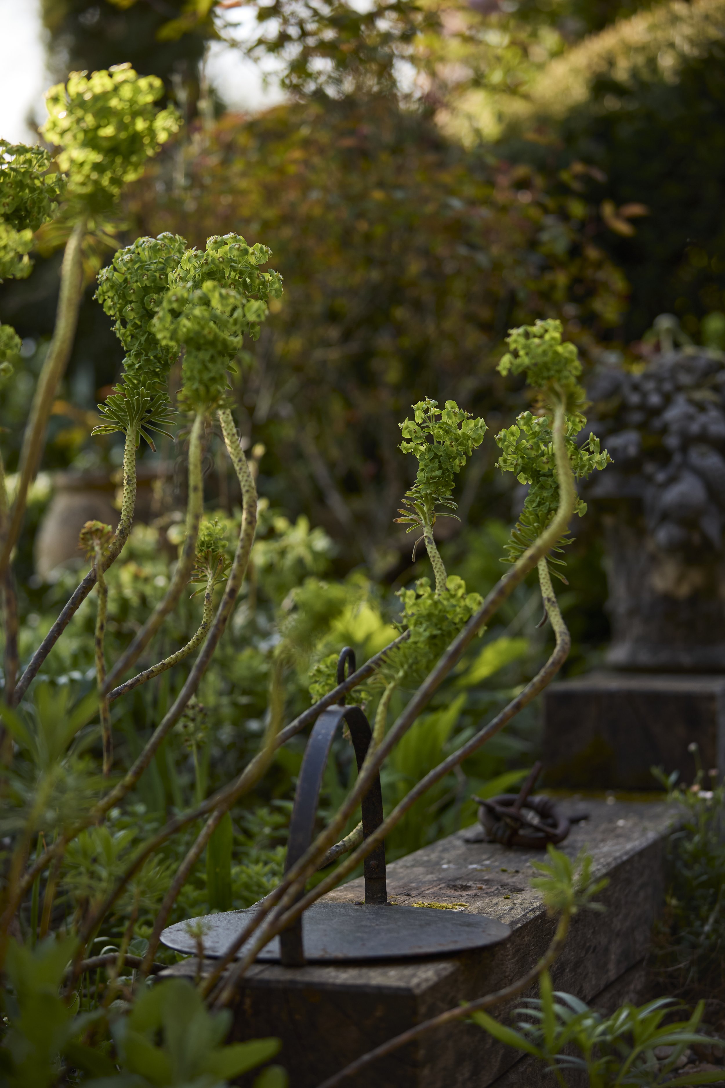 260422_Rustling_End_Herts_Spring_00517.jpg