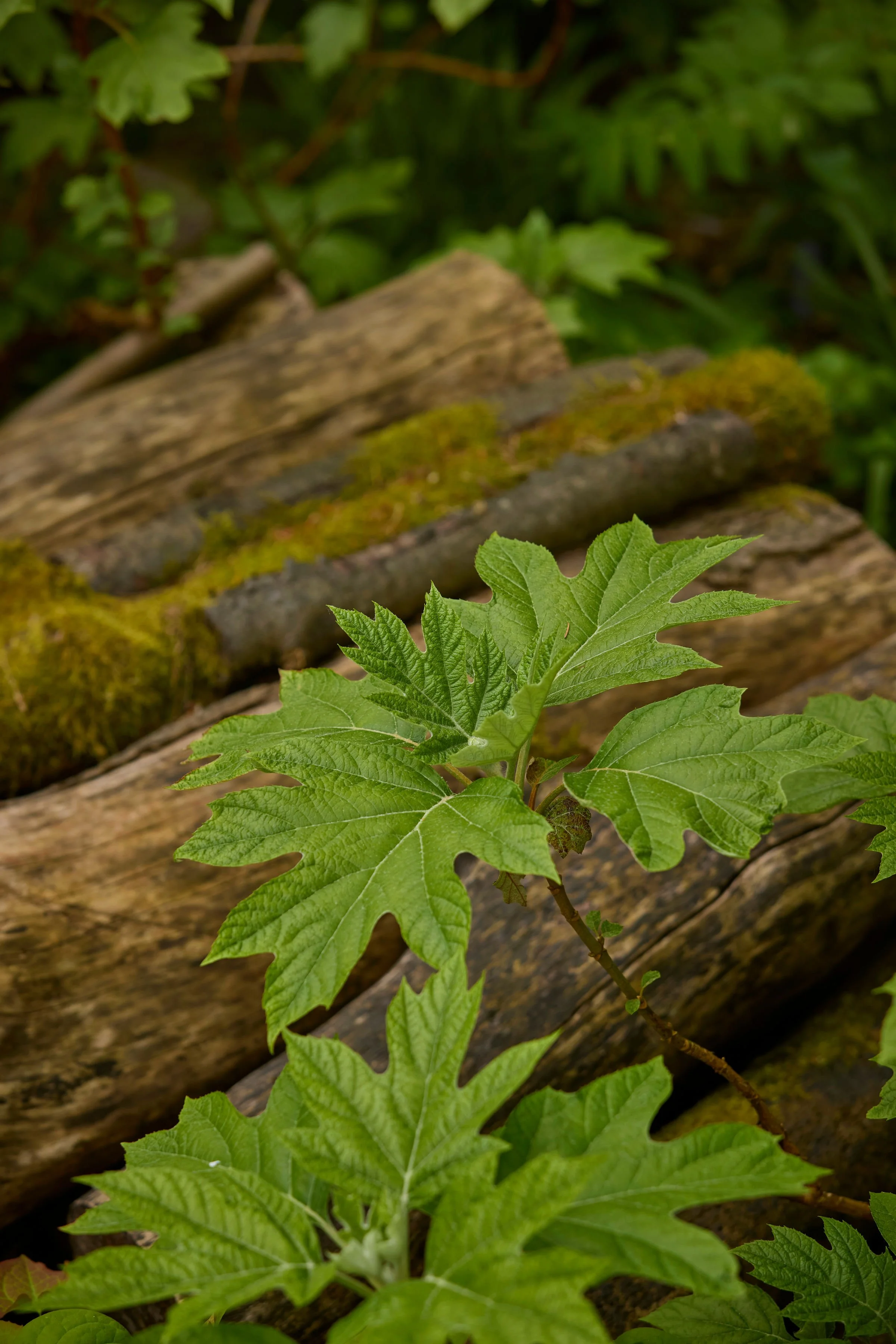 260507_SMLA_Hilversum_A_002298.jpg