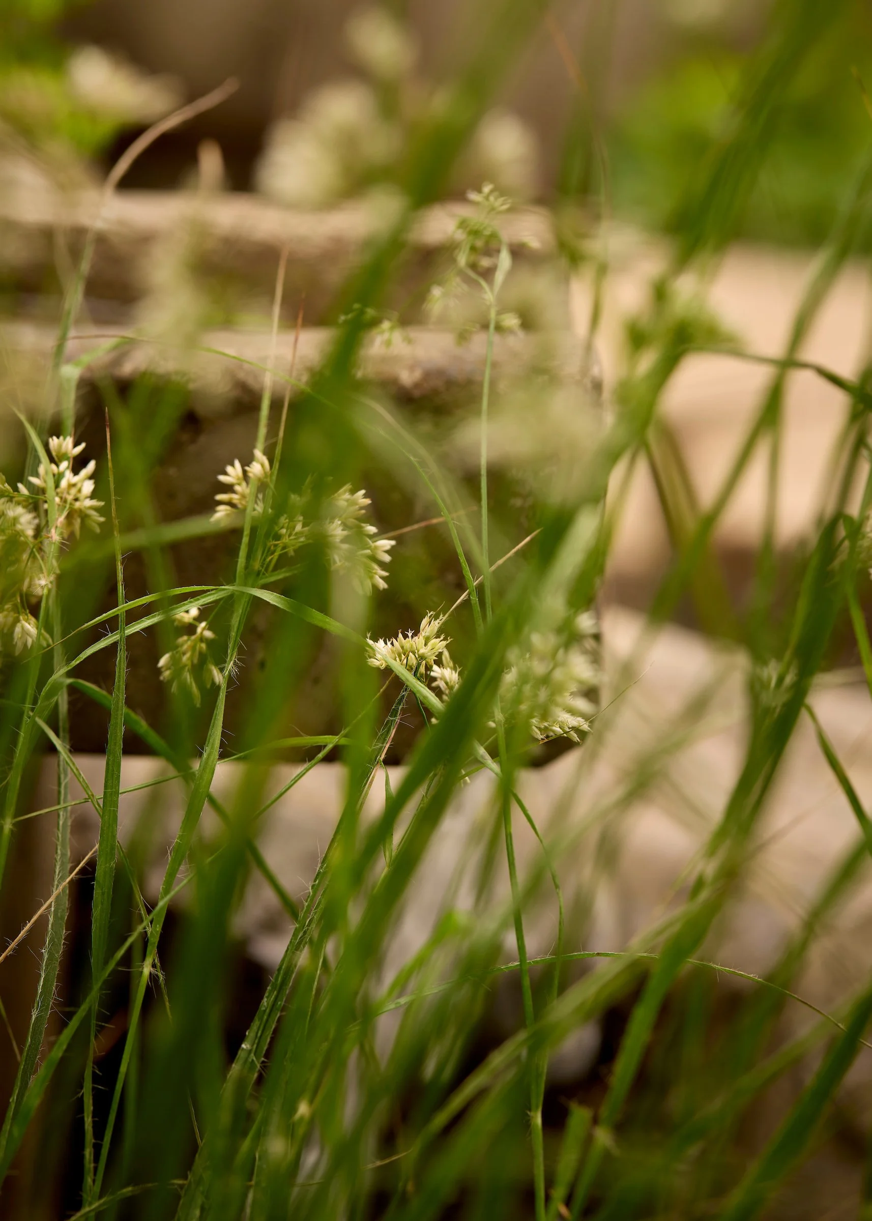 250518_RHS_Chelsea_Sun__01746.jpg