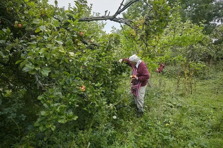 Tewin orchard 01.jpg