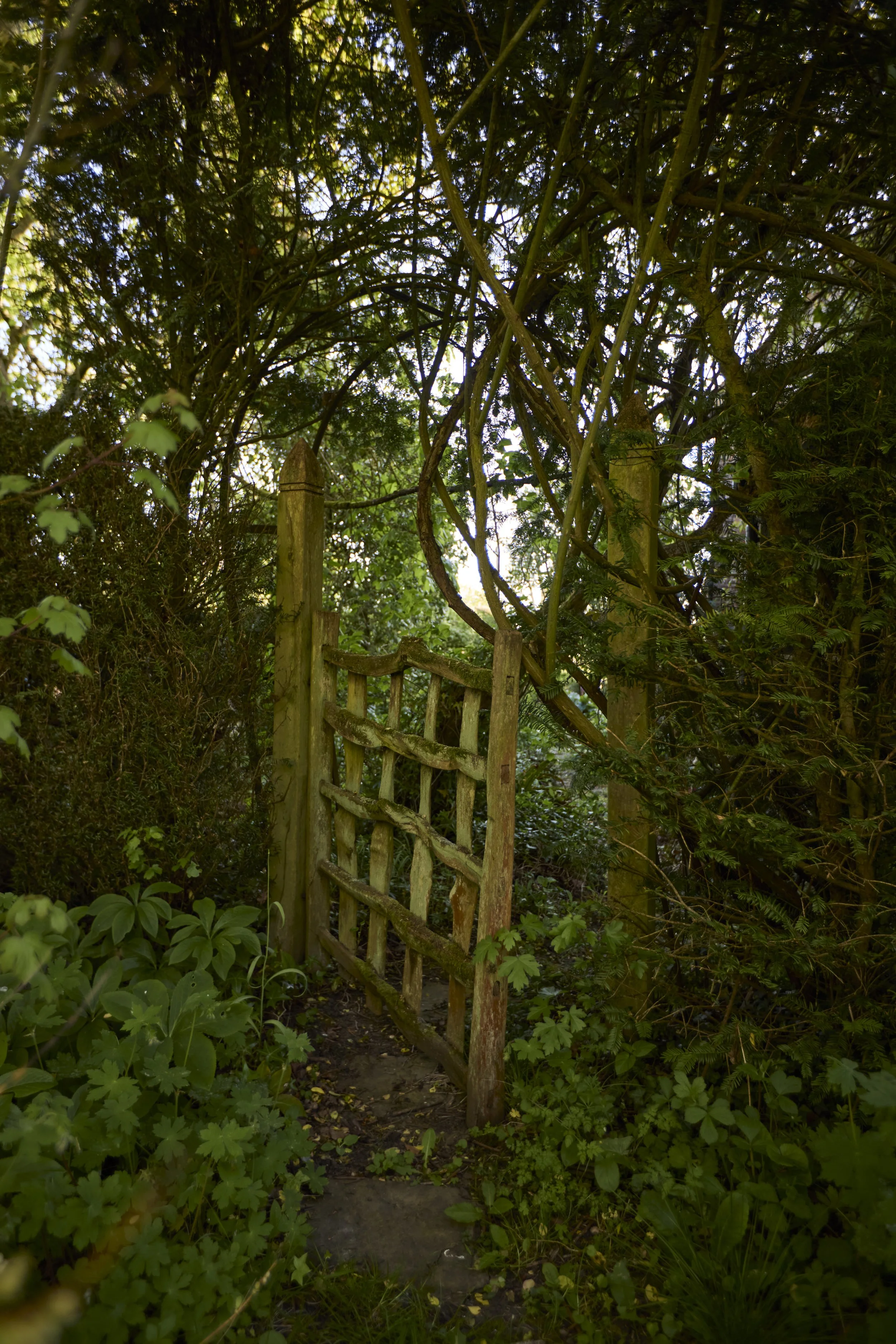 260422_Rustling_End_Herts_Spring_00585.jpg