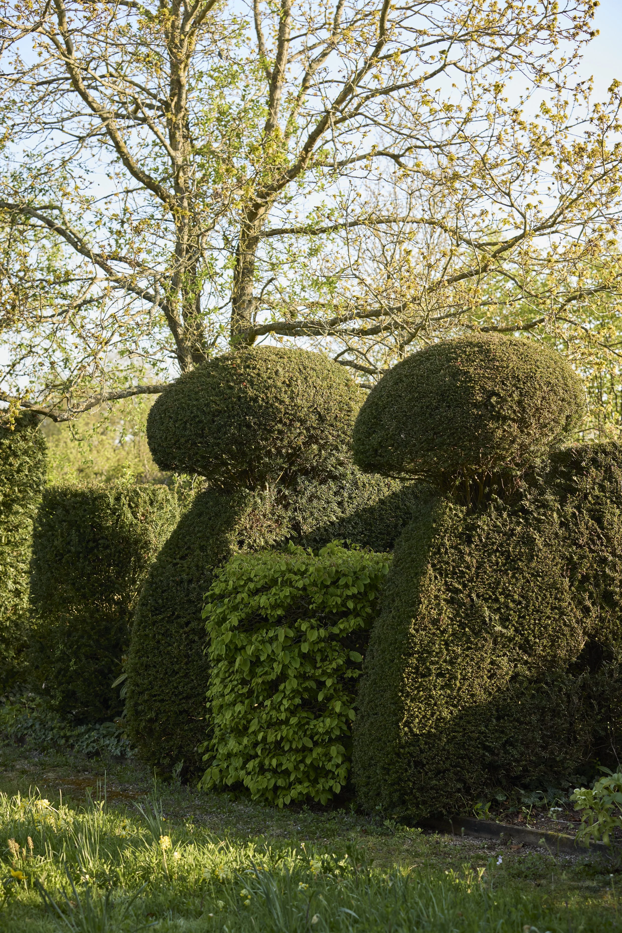 260422_Rustling_End_Herts_Spring_00479.jpg