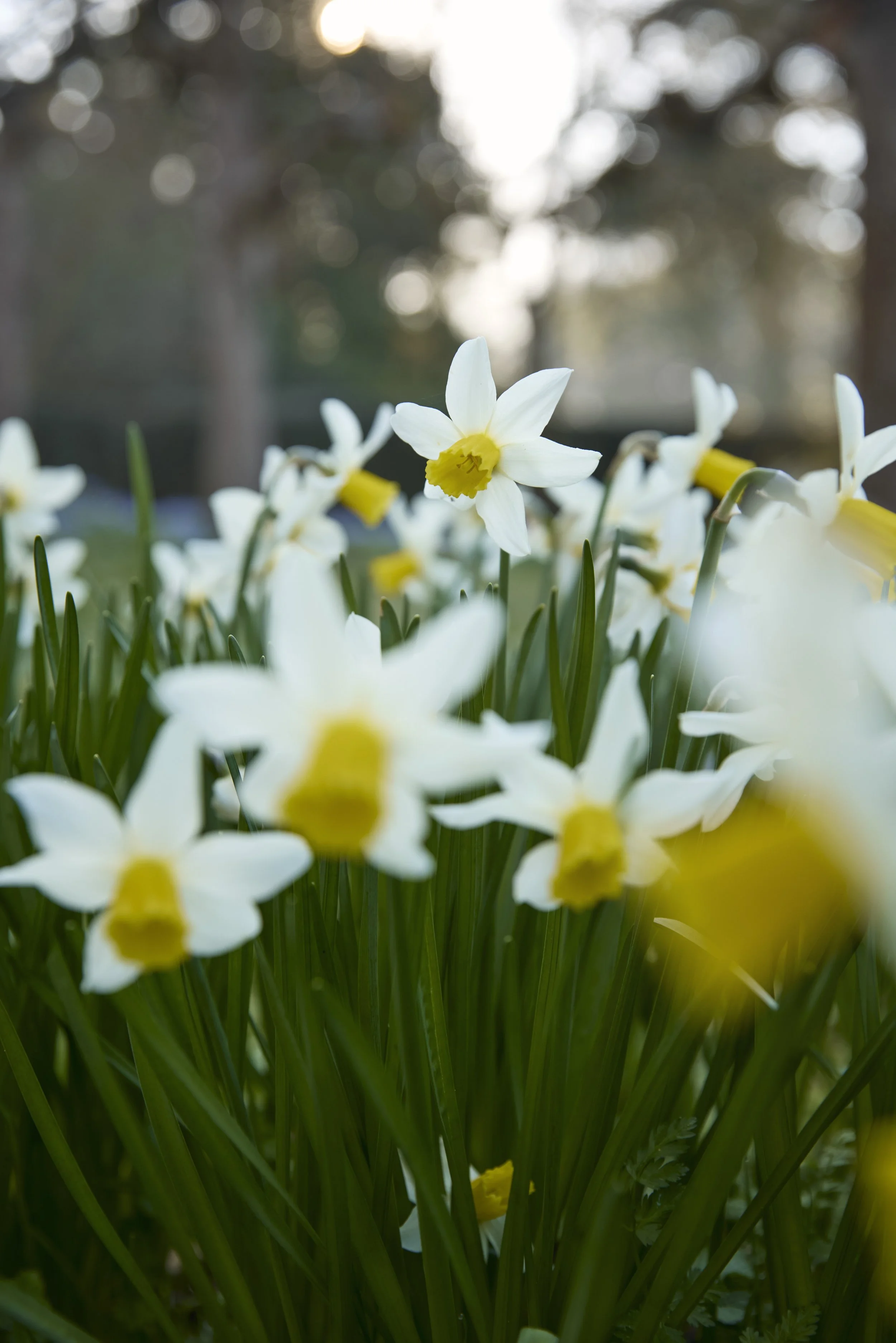 260311_Benington_Lordship_Gardens_A_01405.jpg