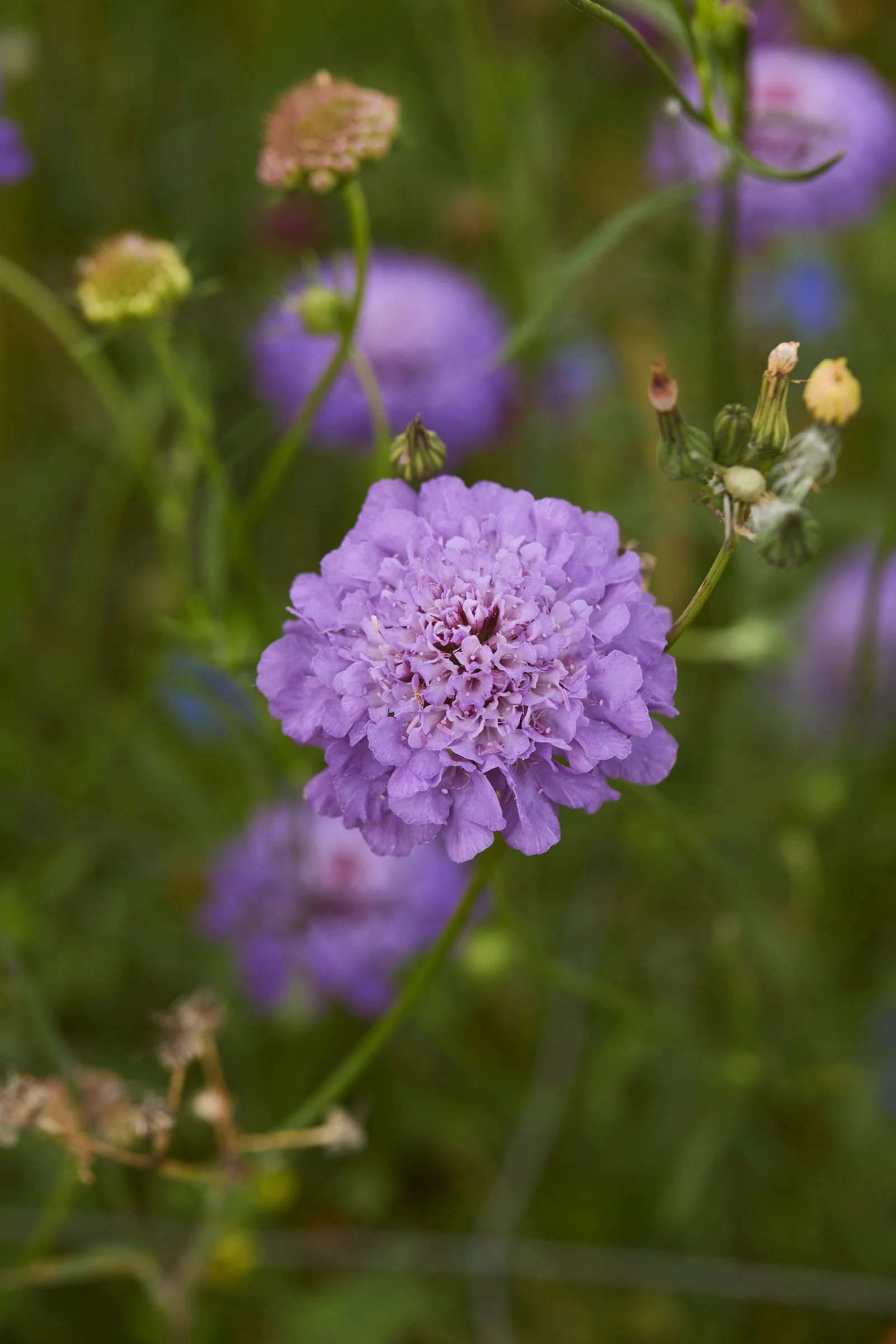 250801_Field_Flower_A_00896.jpg