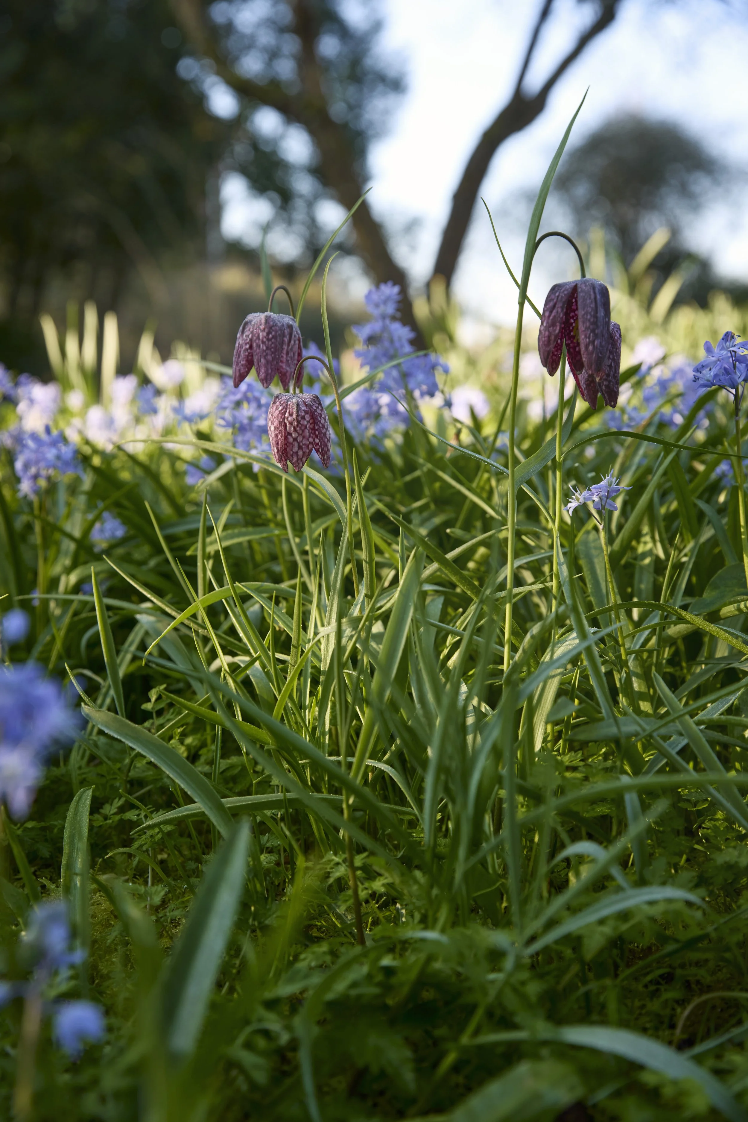 260311_Benington_Lordship_Gardens_A_01437.jpg