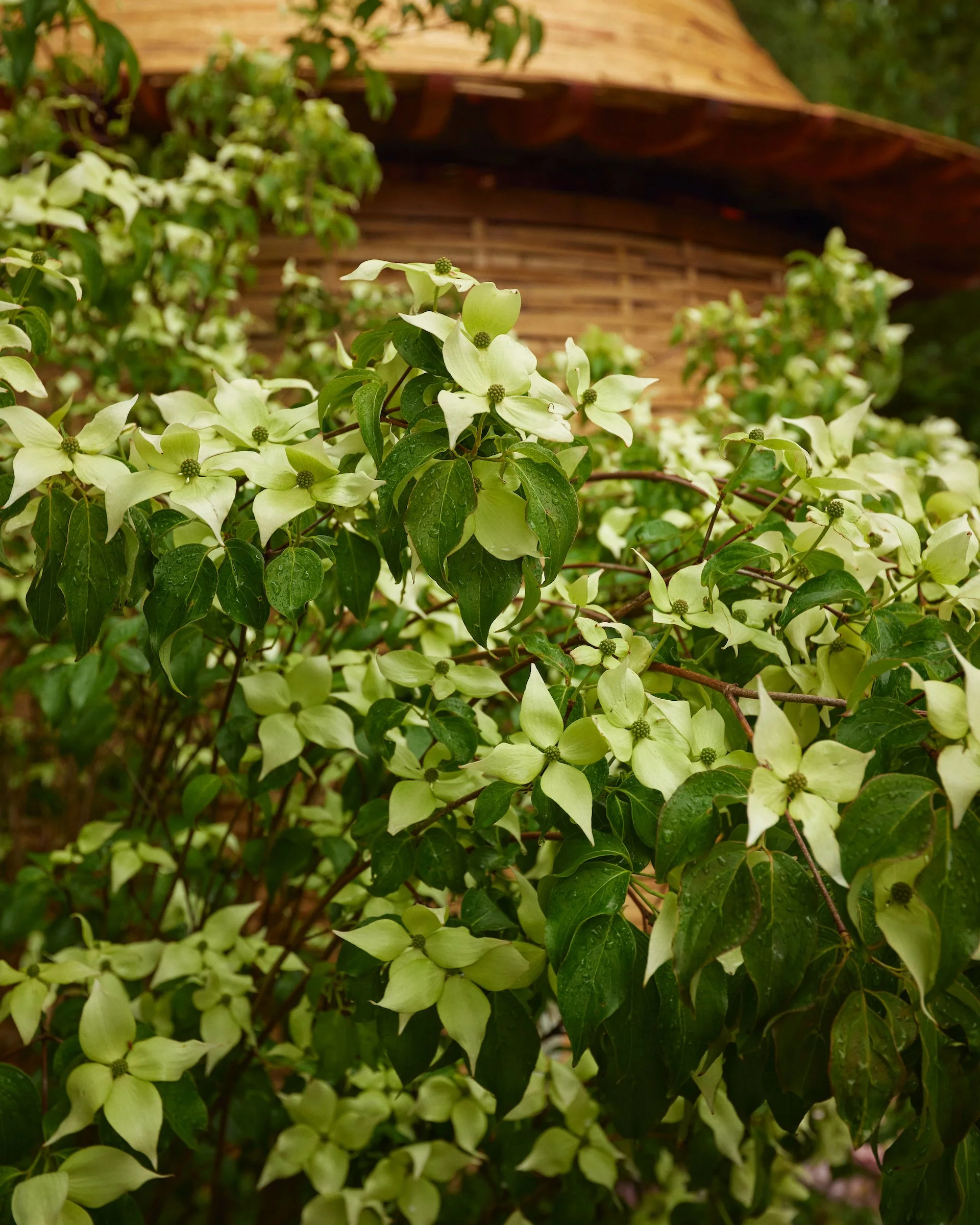 240522_RHS_Chelsea_Wednesday_00235 1.jpg