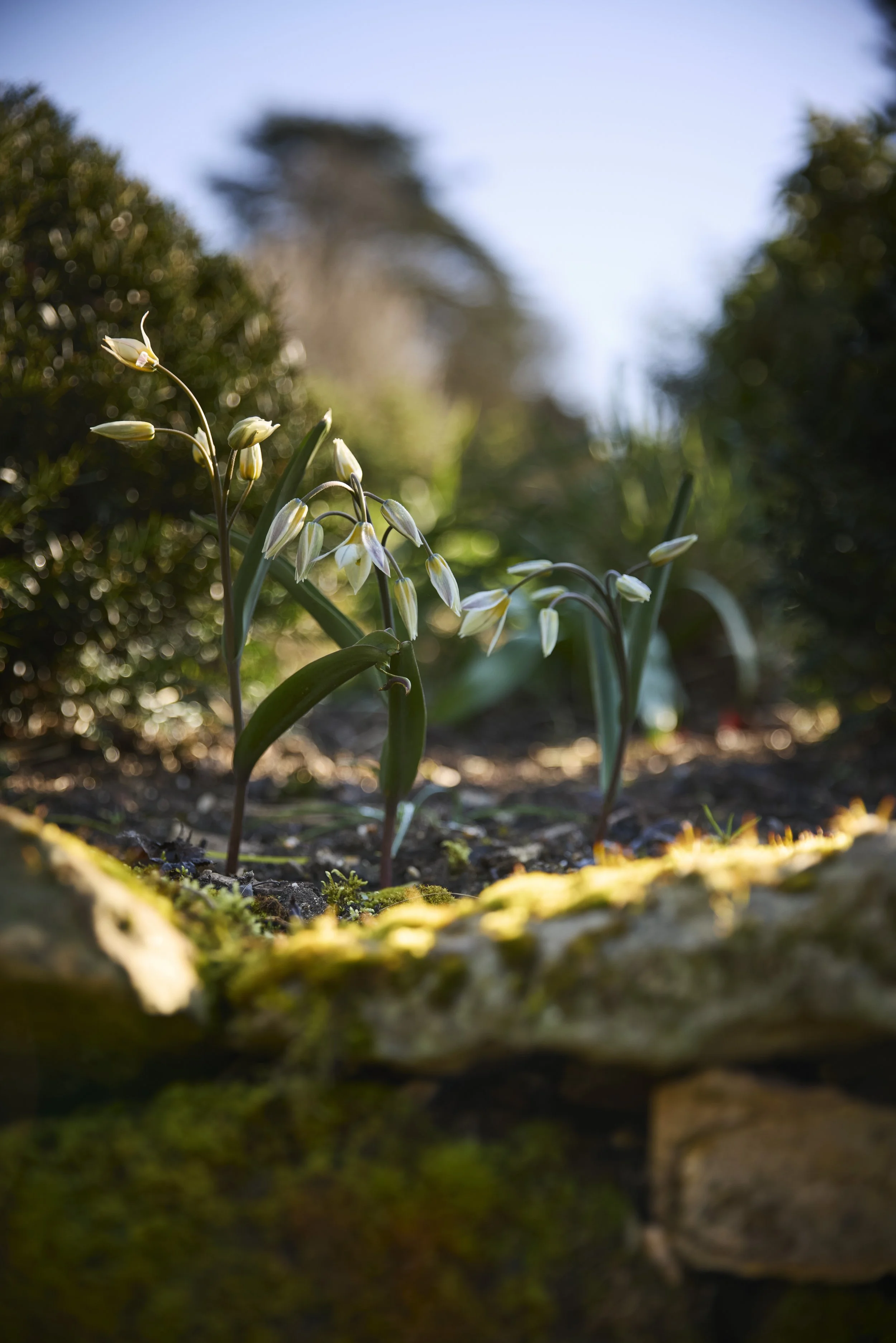 260311_Benington_Lordship_Gardens_A_01717.jpg