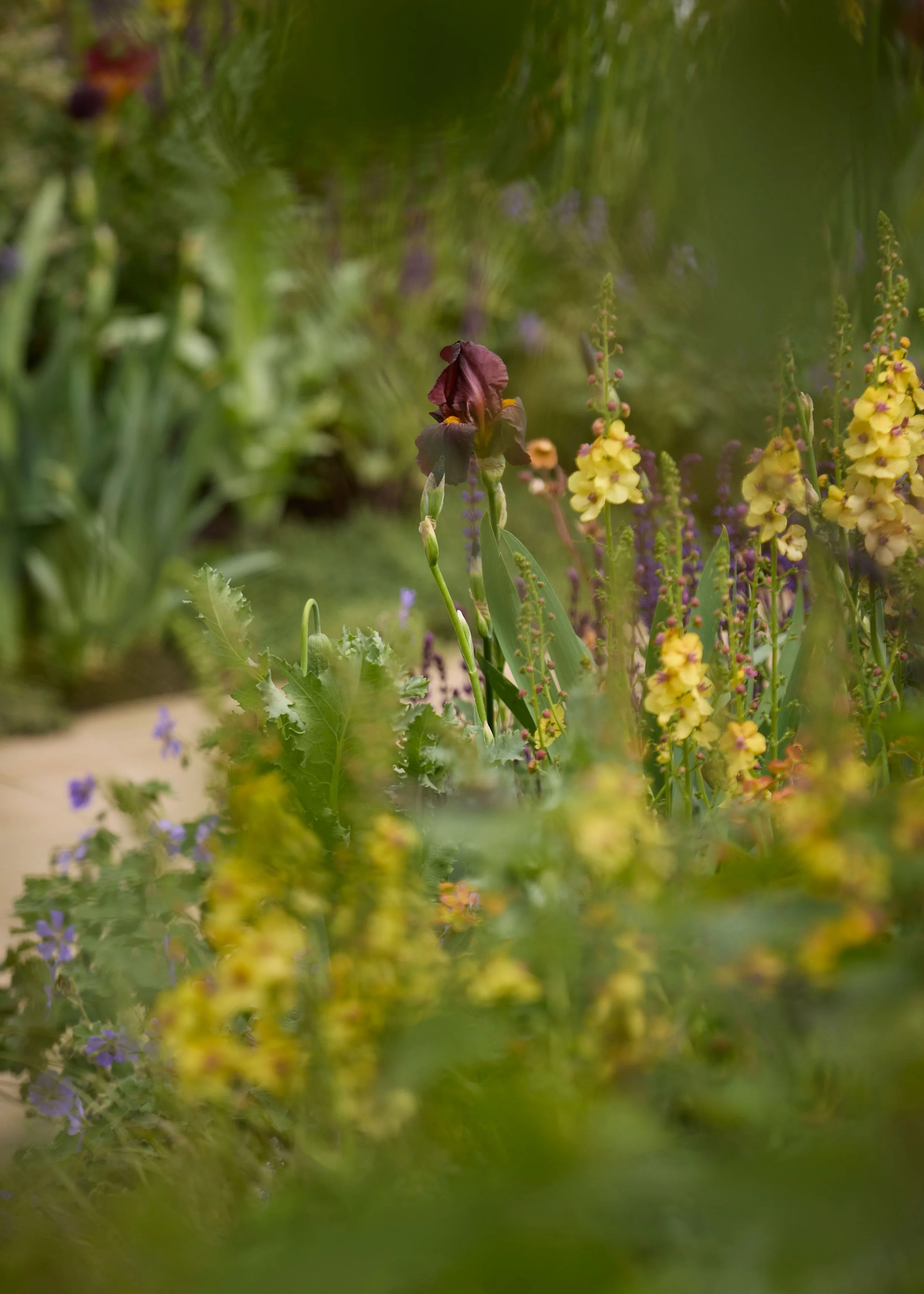 260515_RHS_Rob_Hardy_Trussell_001072.jpg