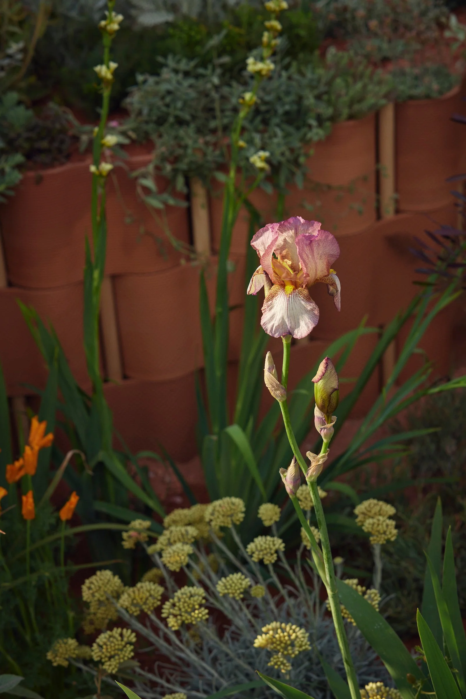 240519_RHS_Chelsea_Others_01129.jpg