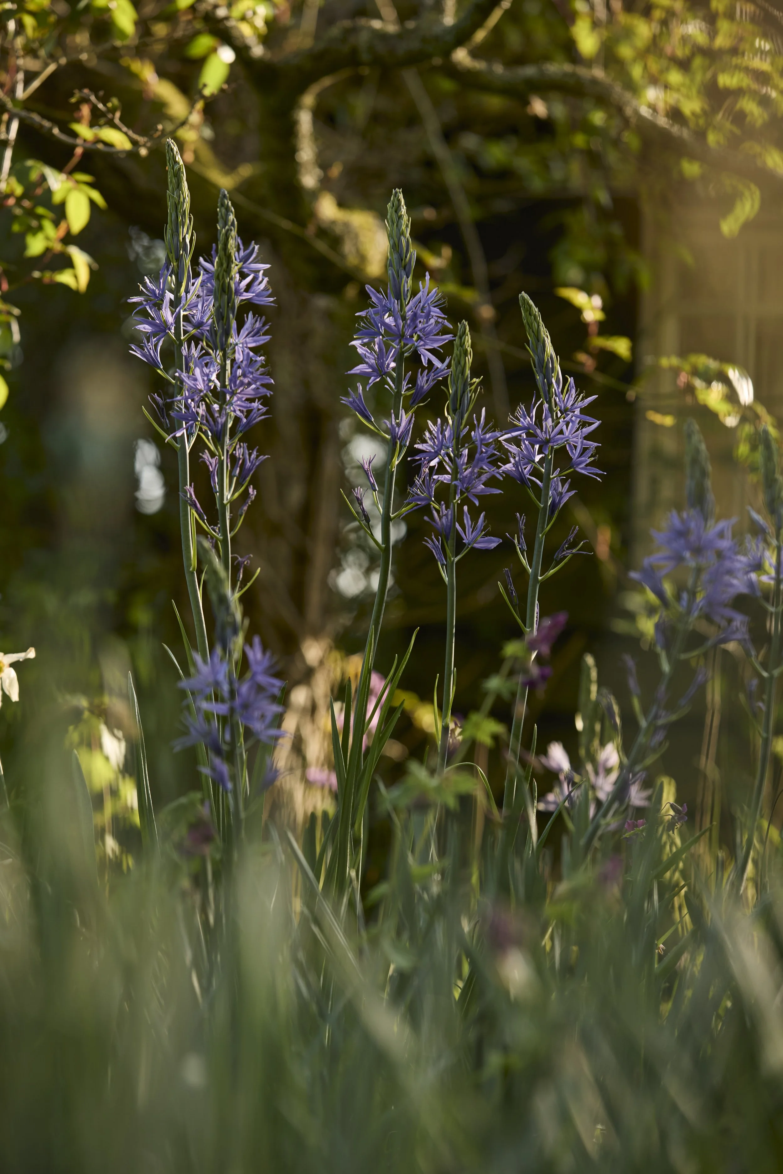 260422_Rustling_End_Herts_Spring_00535.jpg