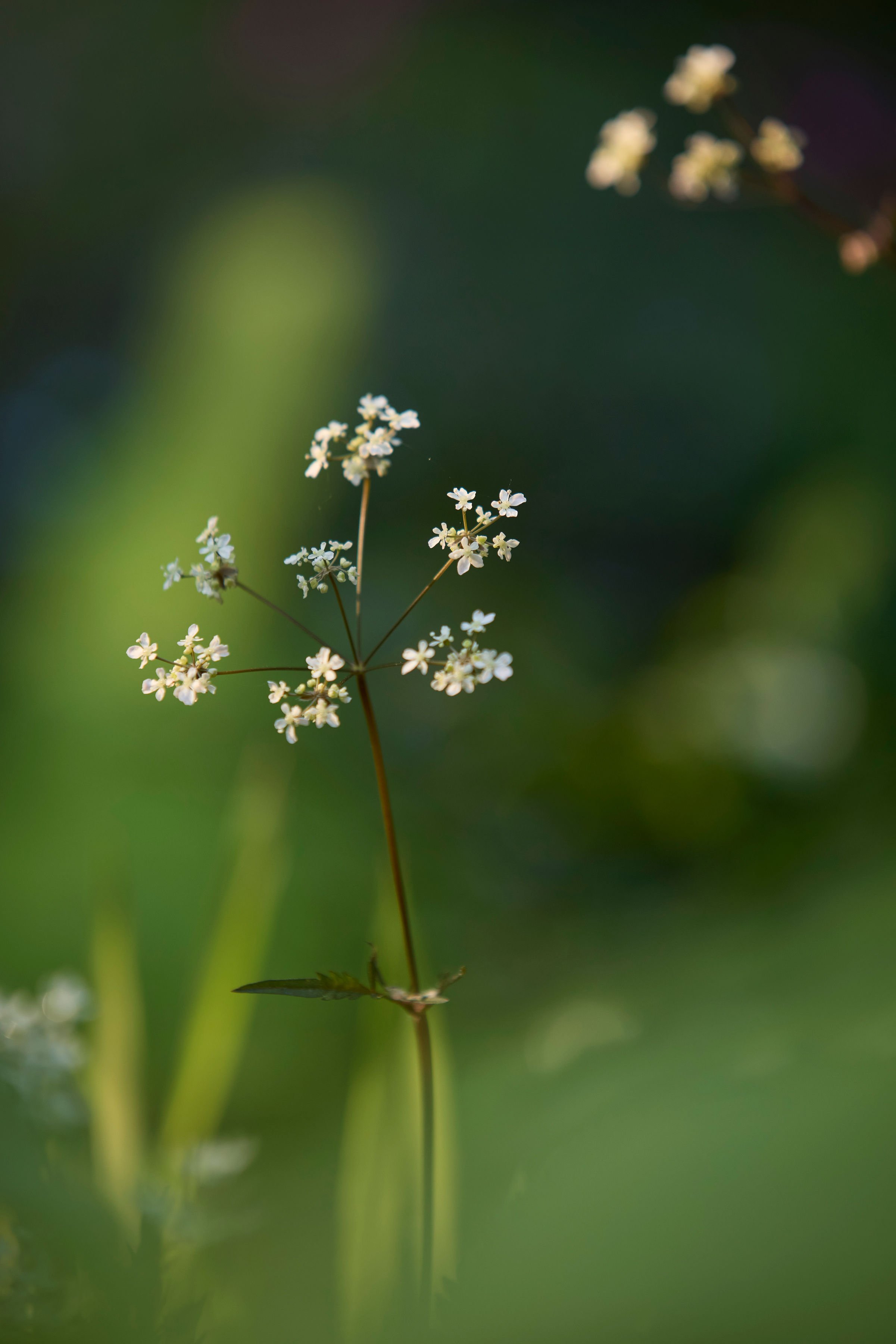 260507_SMLA_Hilversum_A_002703.jpg