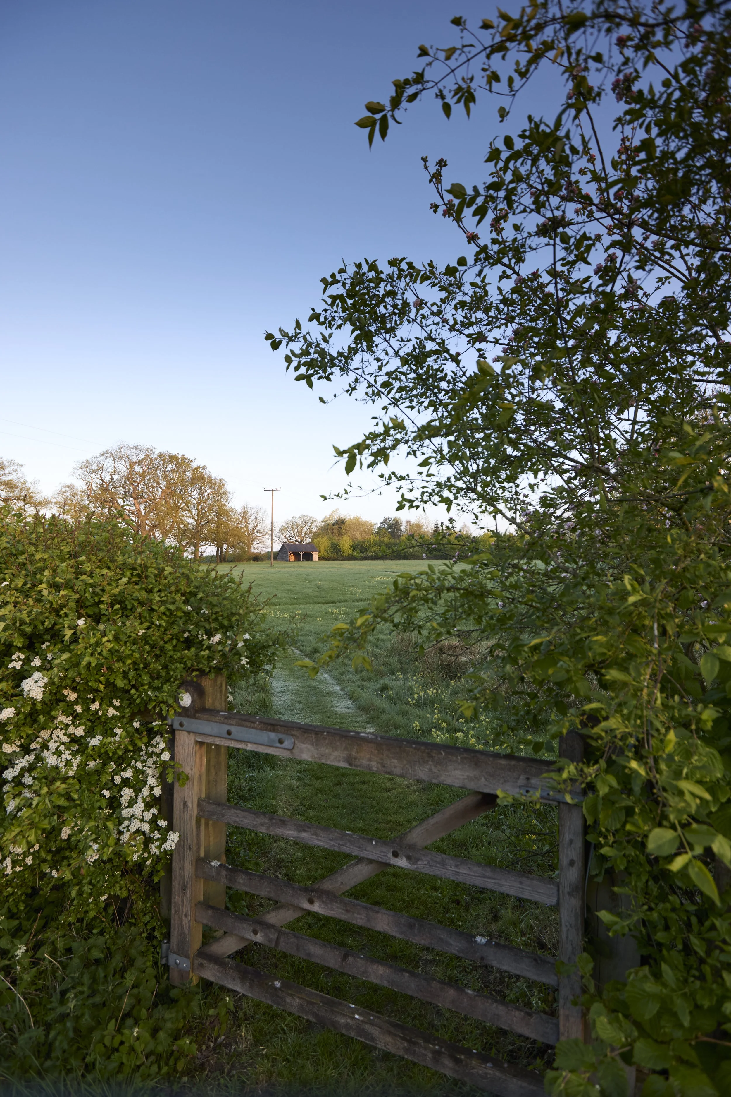 260422_Rustling_End_Herts_Spring_00062.jpg