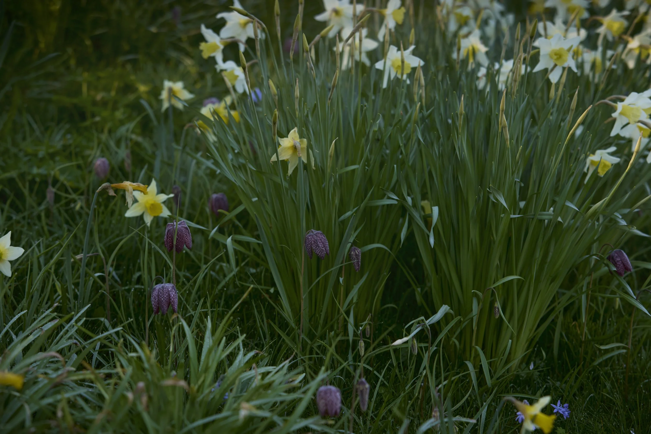 260311_Benington_Lordship_Gardens_A_01607.jpg