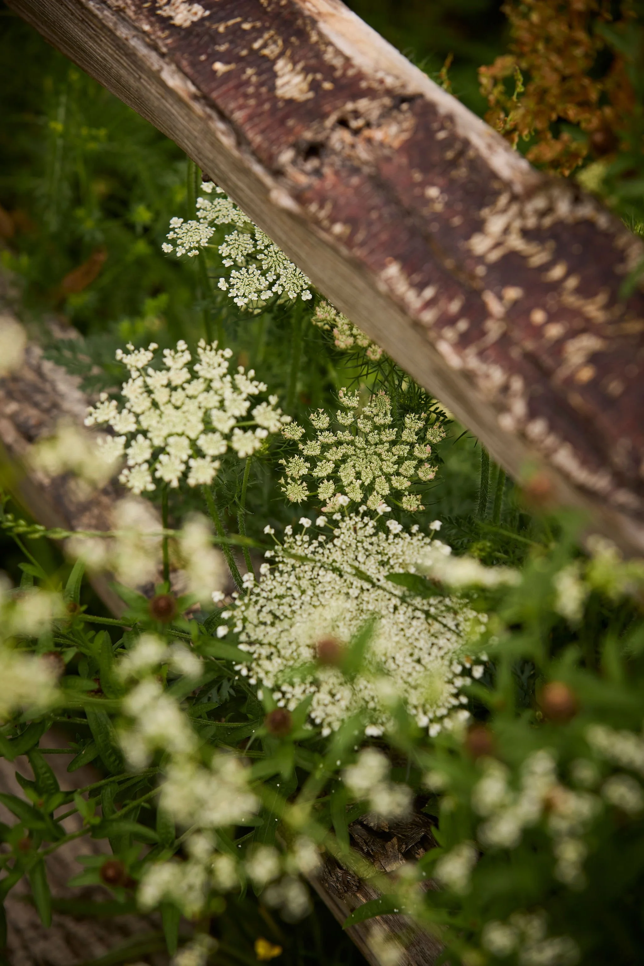 260608_SMLA_Holly_Cottage_01502.jpg