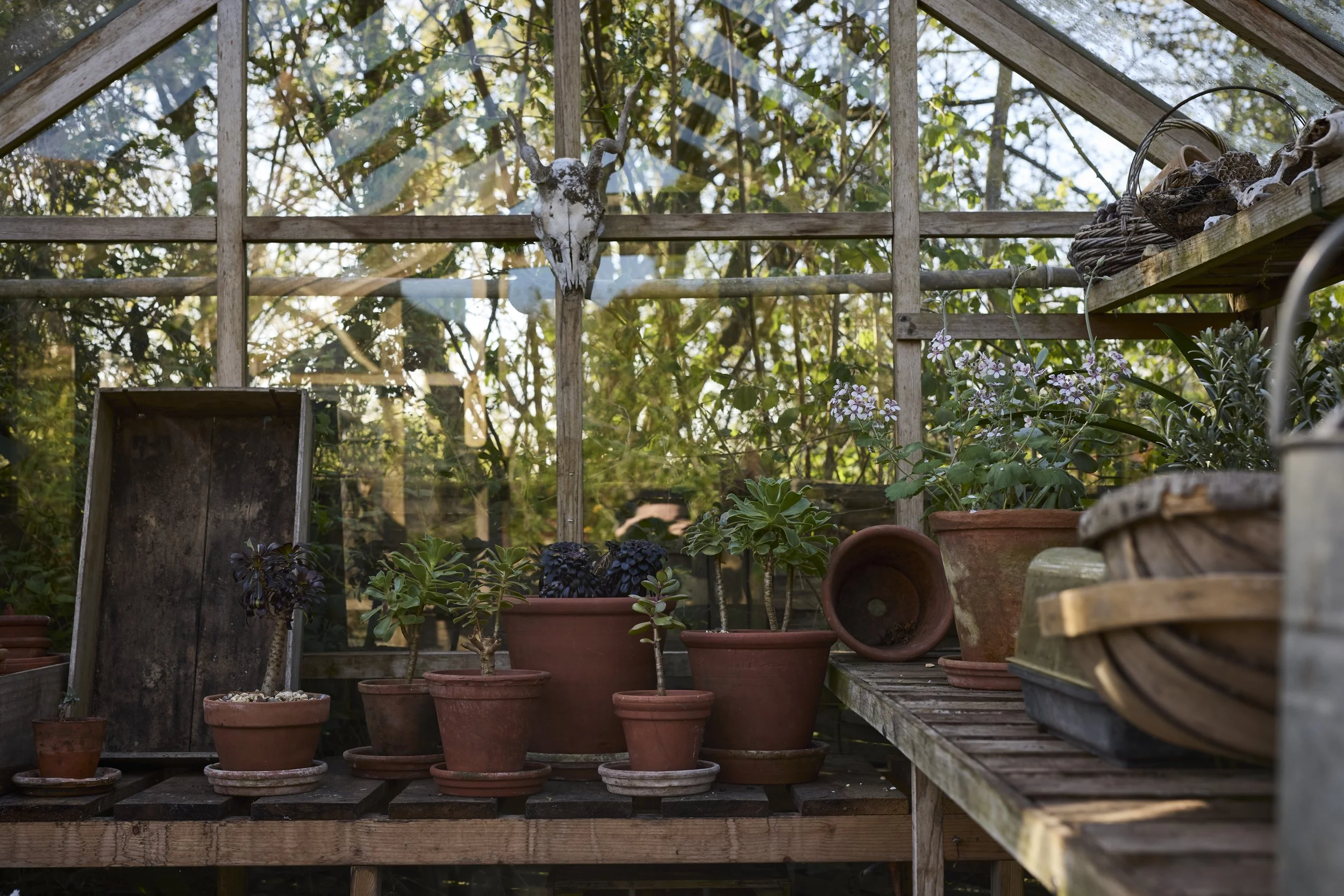260422_Rustling_End_Herts_Spring_00791.jpg