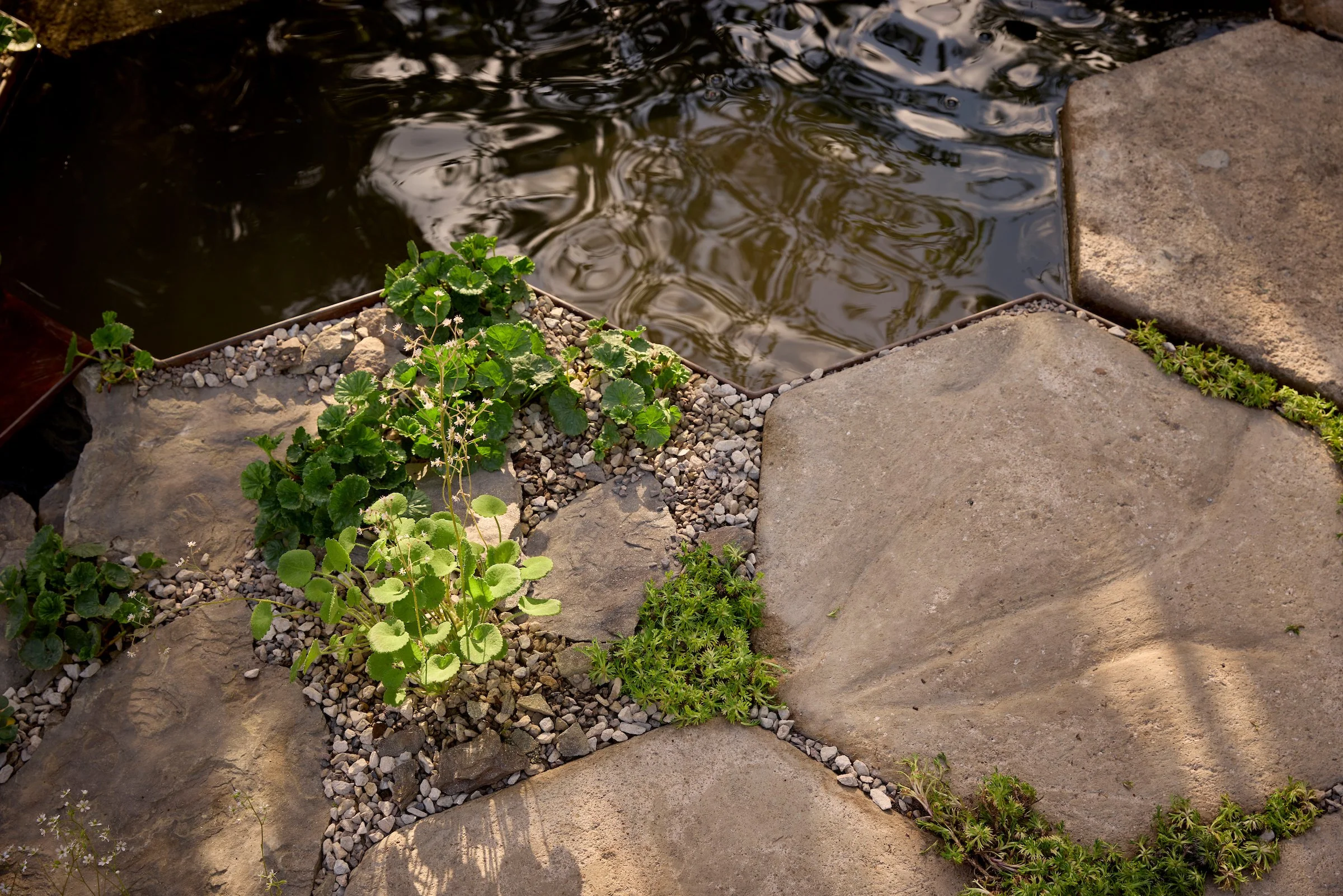 250517_RHS_Chelsea_Sun_02832.jpg
