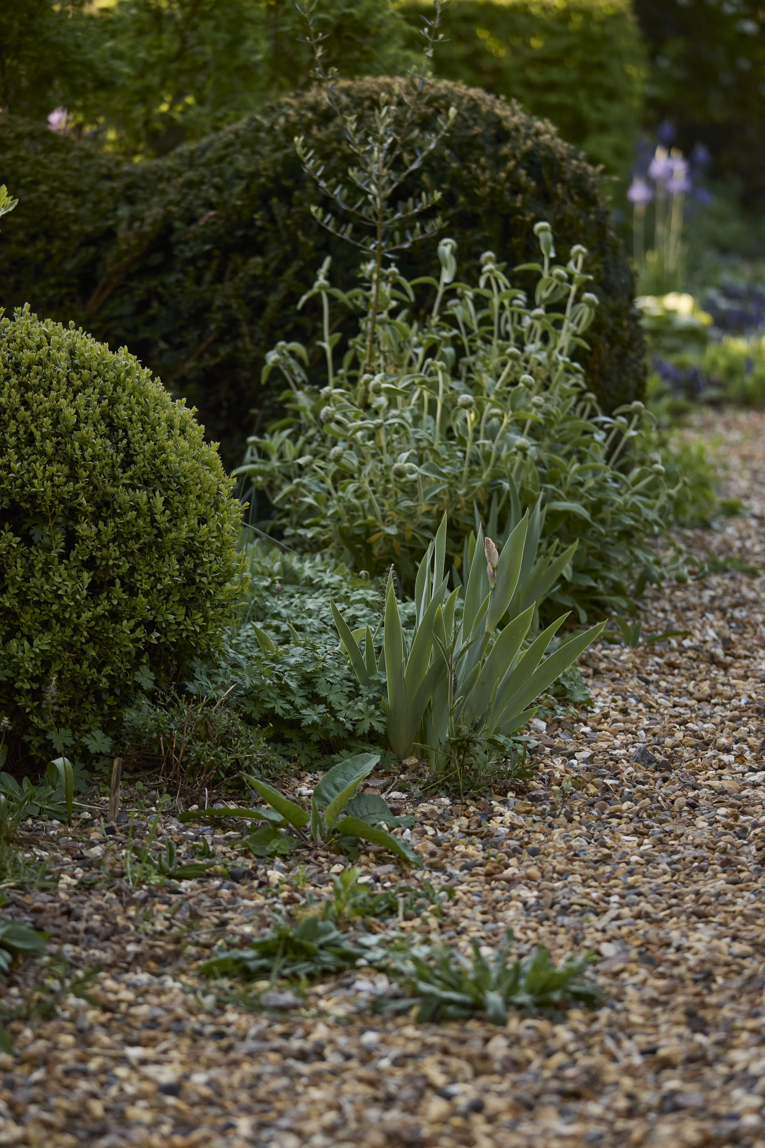 260422_Rustling_End_Herts_Spring_00503.jpg