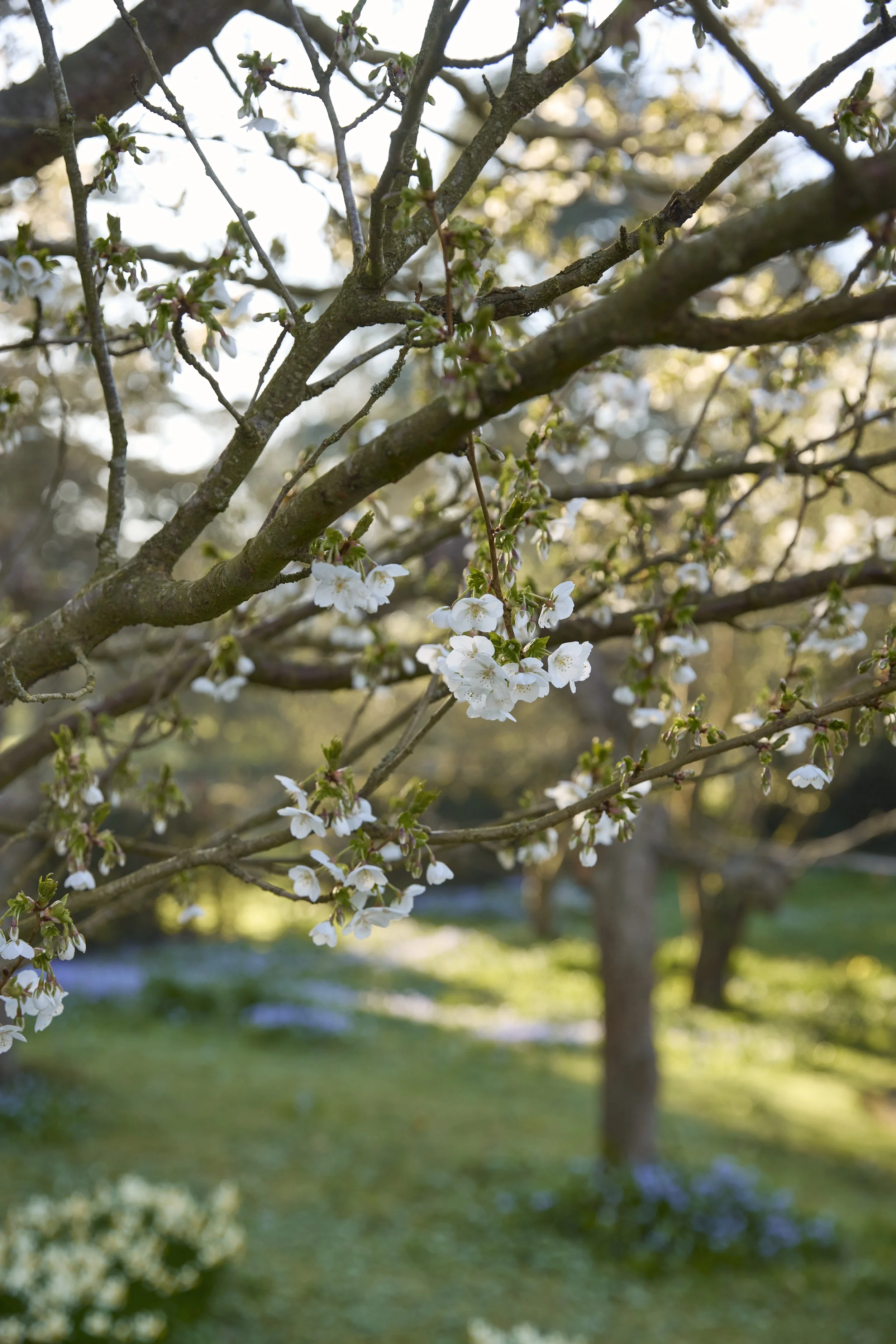 260311_Benington_Lordship_Gardens_A_01397.jpg