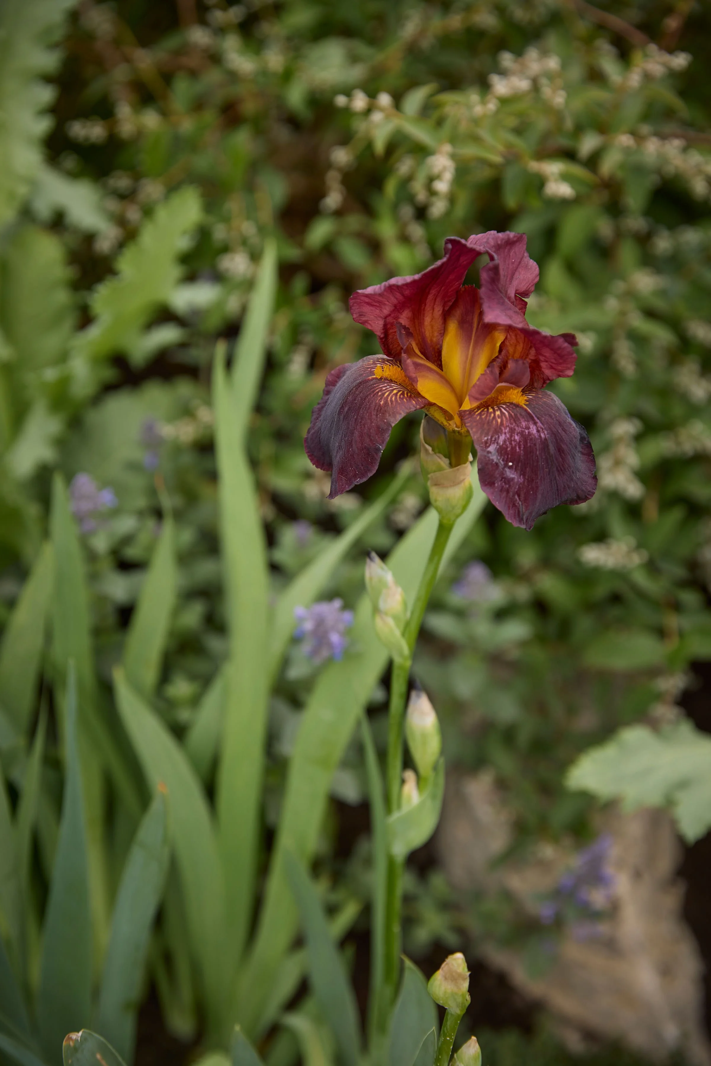260515_RHS_Rob_Hardy_Trussell_000917.jpg