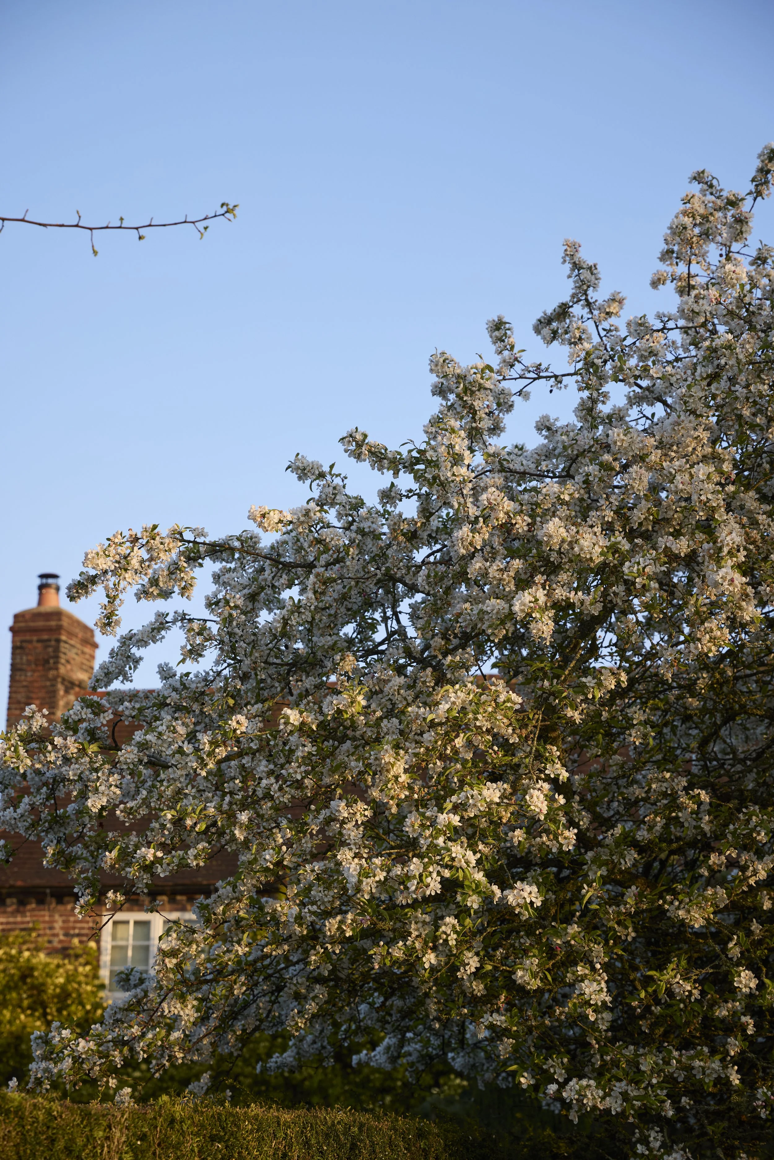 260422_Rustling_End_Herts_Spring_00182.jpg