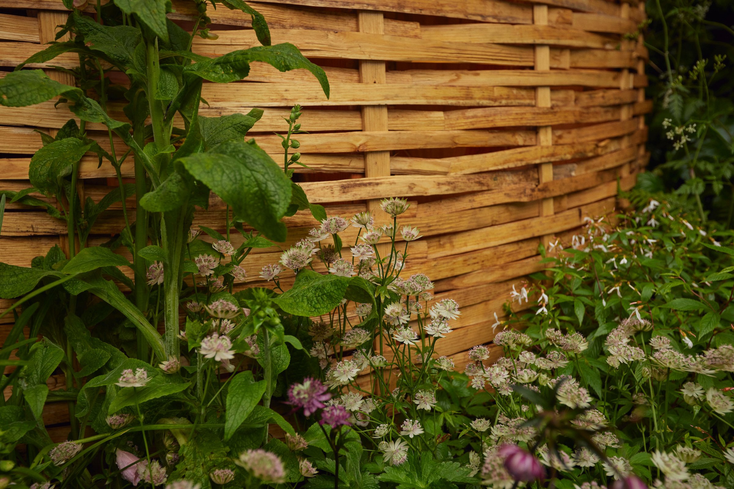 240522_RHS_Chelsea_Wednesday_00337 1.jpg