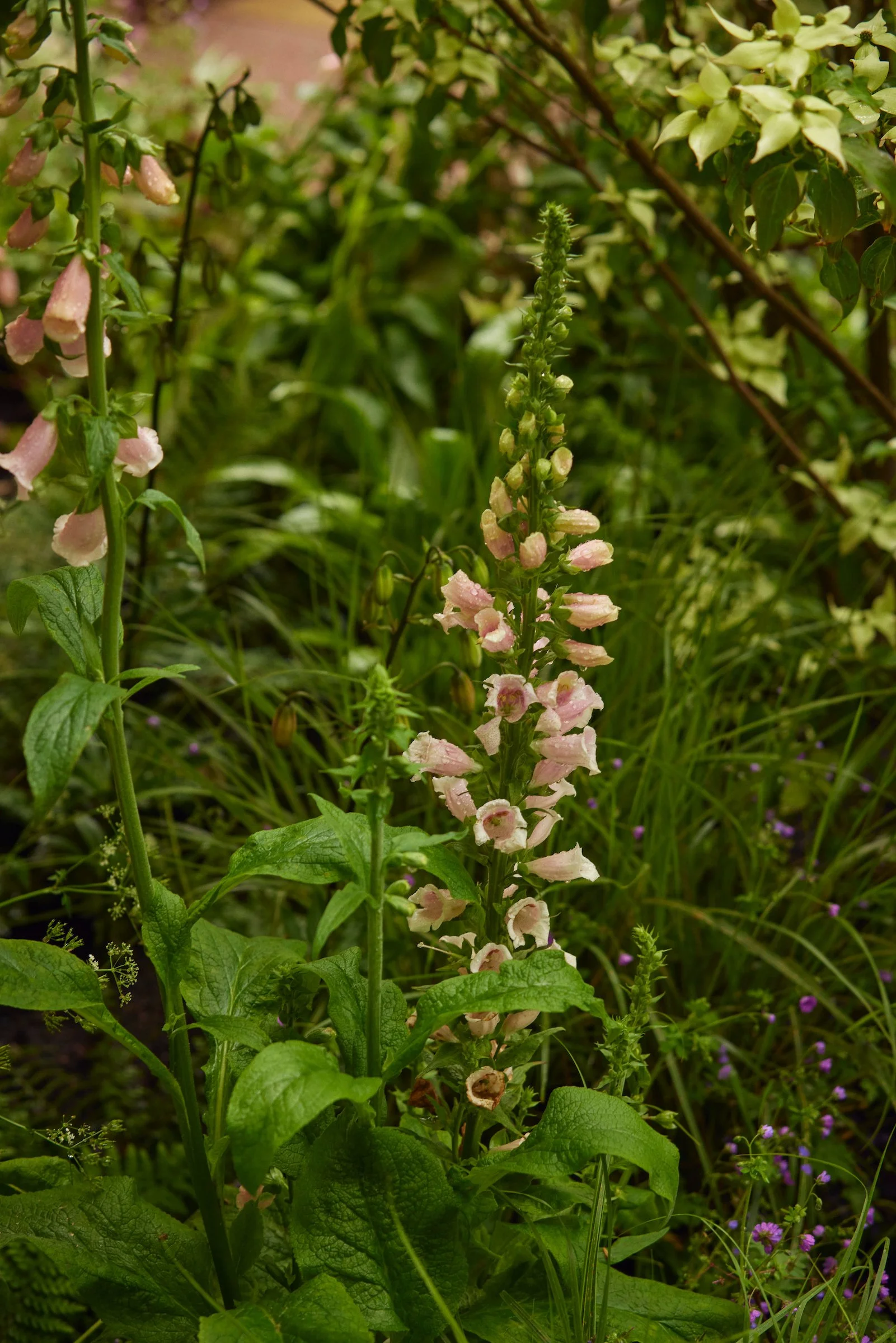 240522_RHS_Chelsea_Wednesday_00282 1.jpg