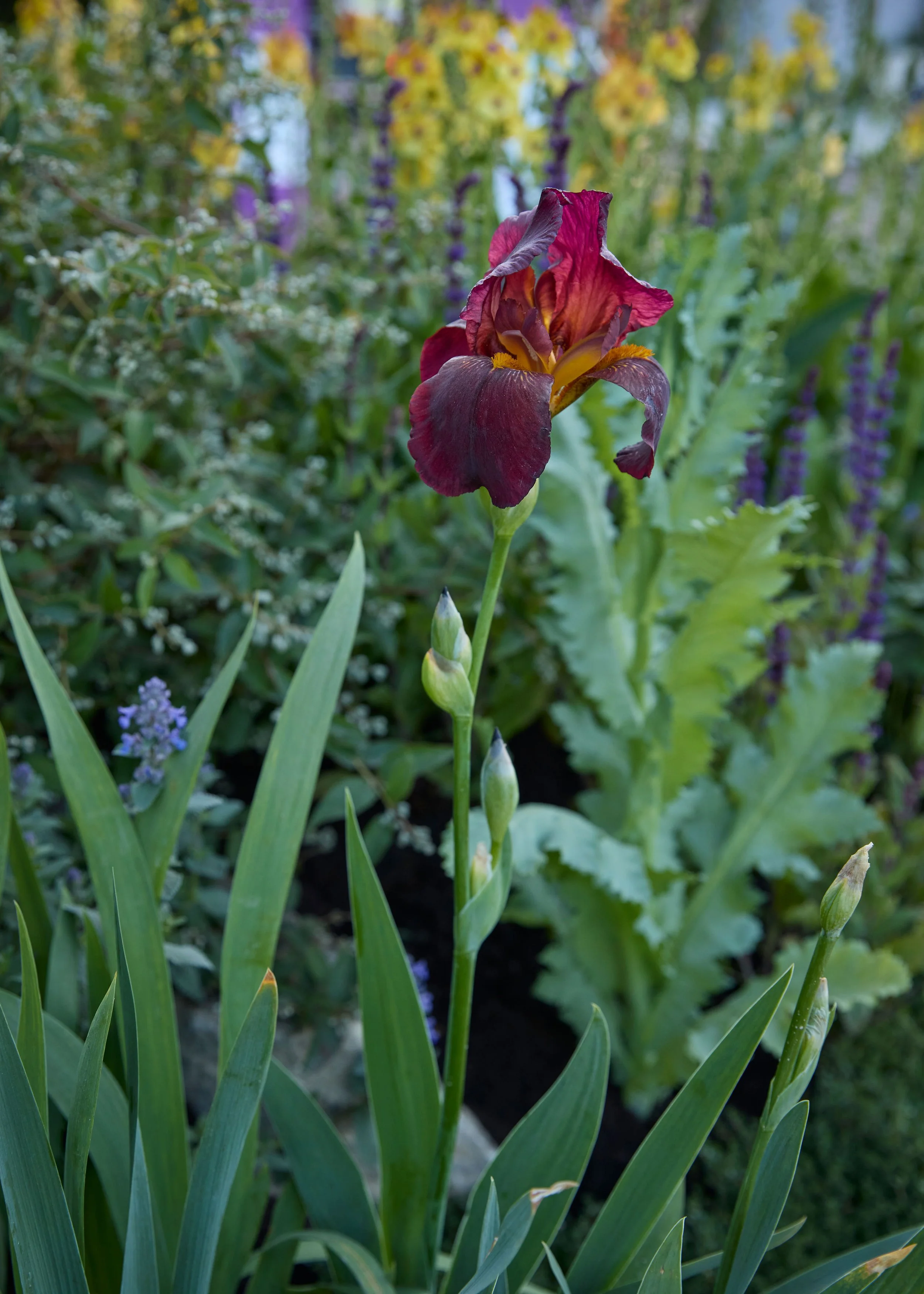 260515_RHS_Rob_Hardy_Trussell_000328.jpg