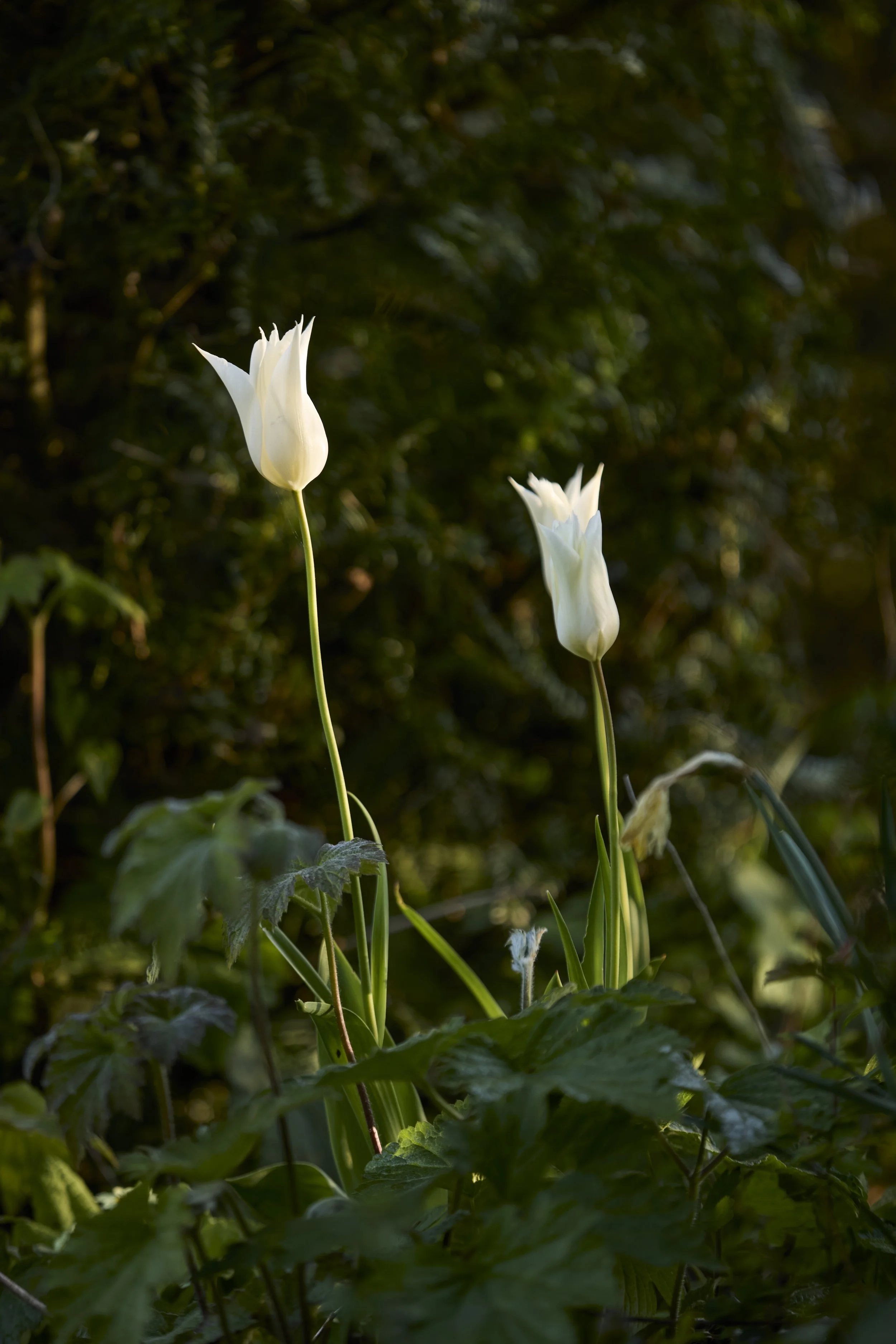 260422_Rustling_End_Herts_Spring_00450.jpg