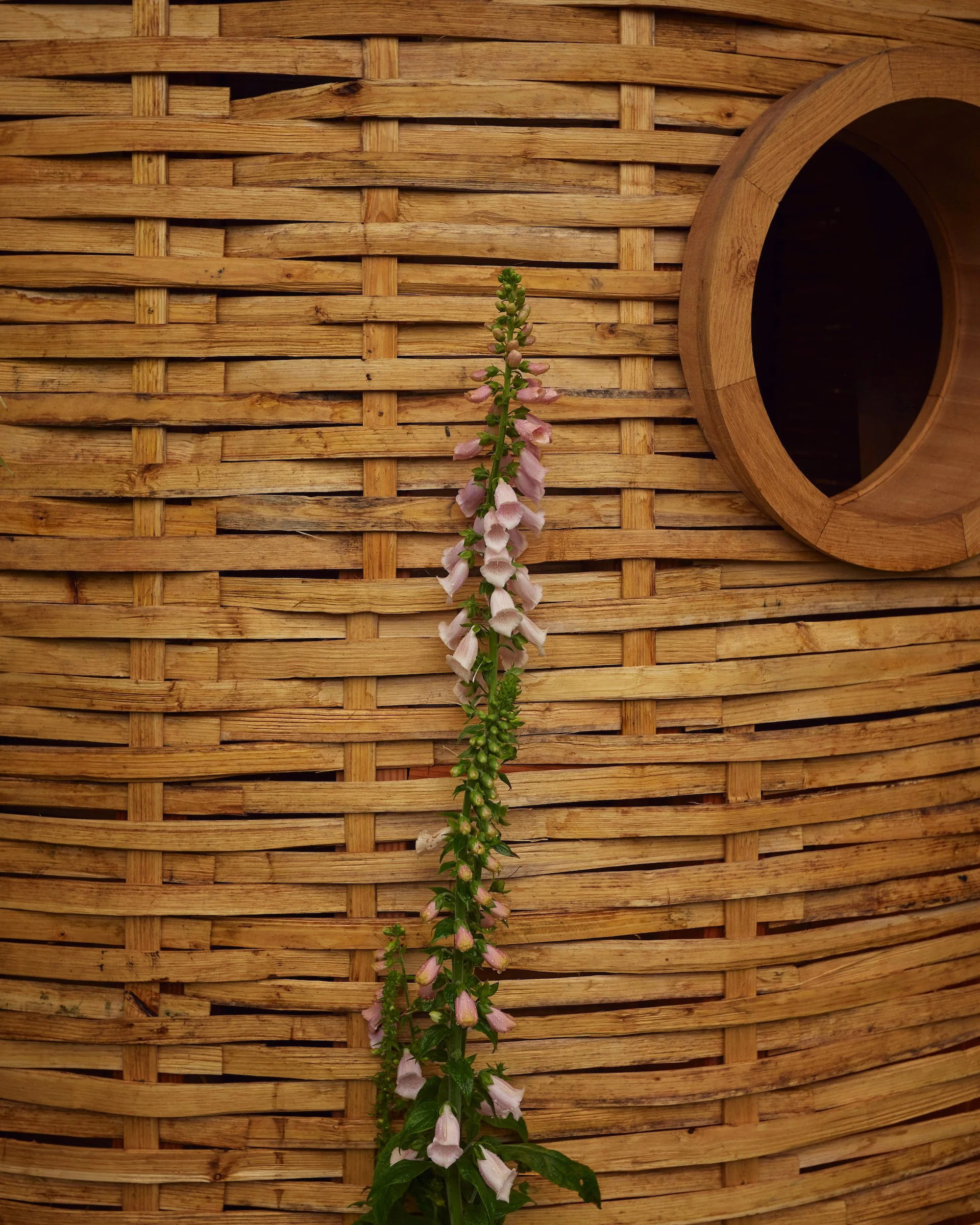 240522_RHS_Chelsea_Wednesday_00336 1.jpg