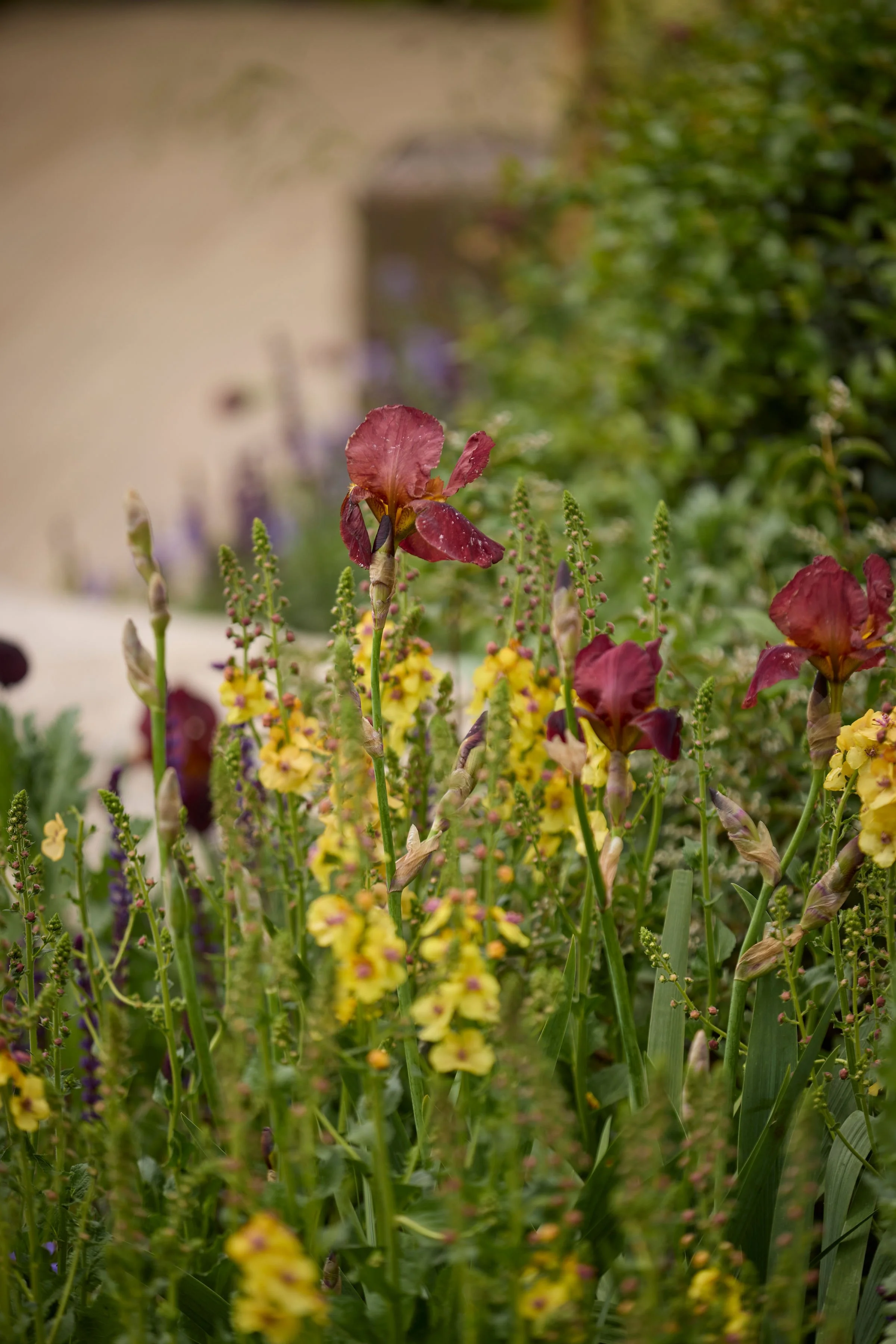 260515_RHS_Rob_Hardy_Trussell_001006.jpg