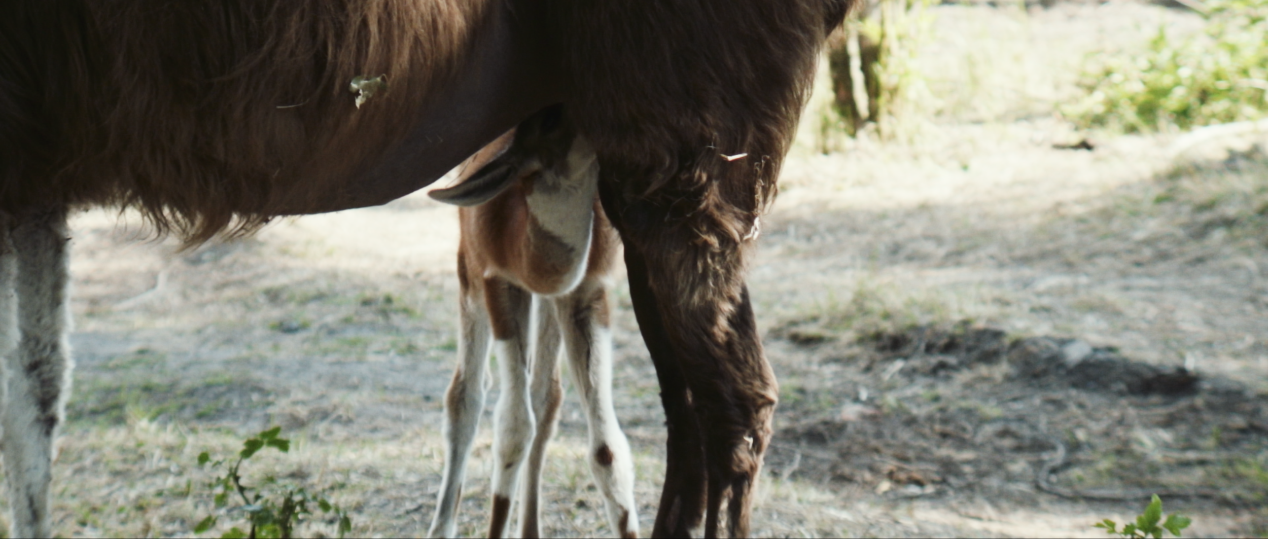 StudioTropics_Zwartberg12.png