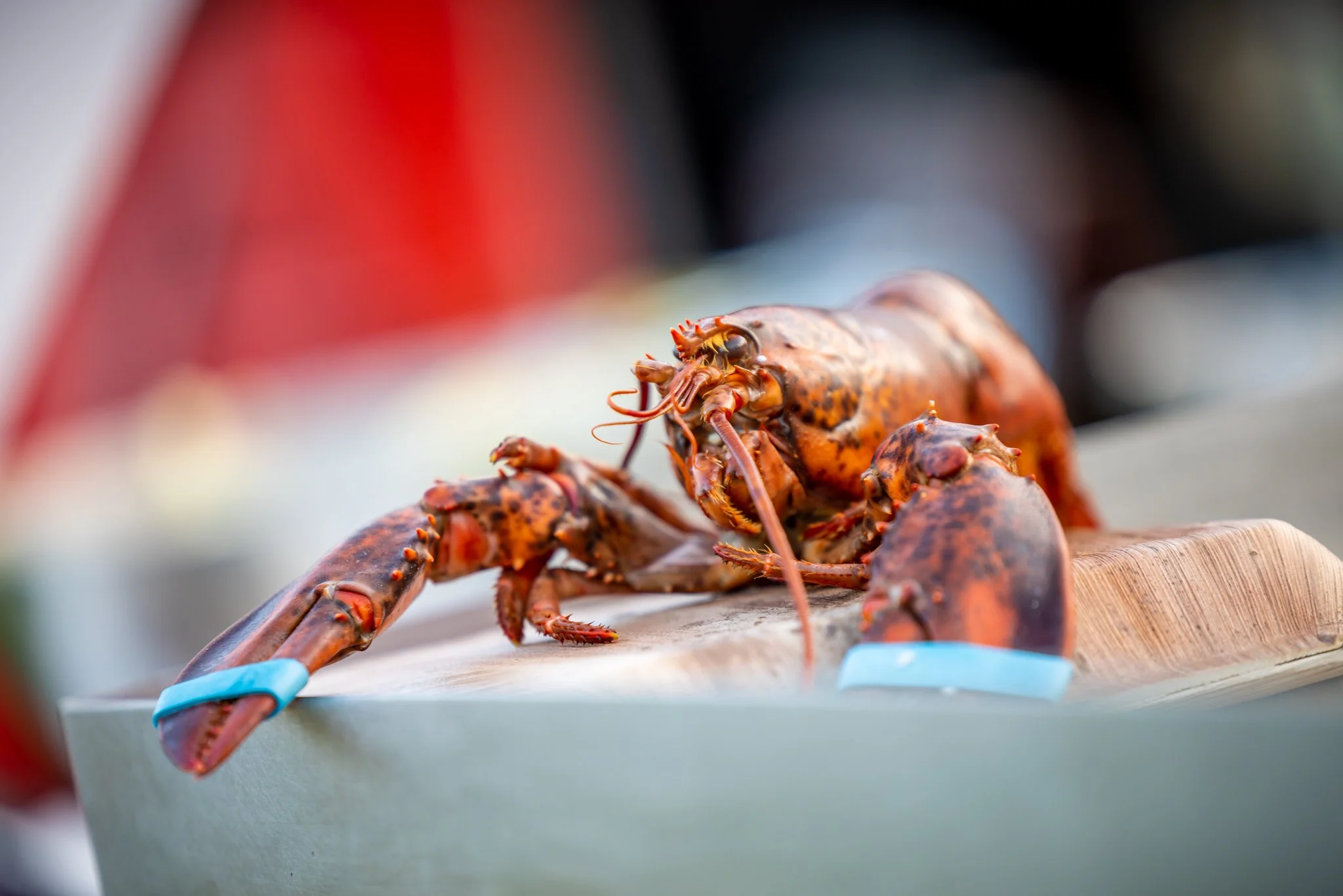 FDC 2023 Web-res 72.jpg