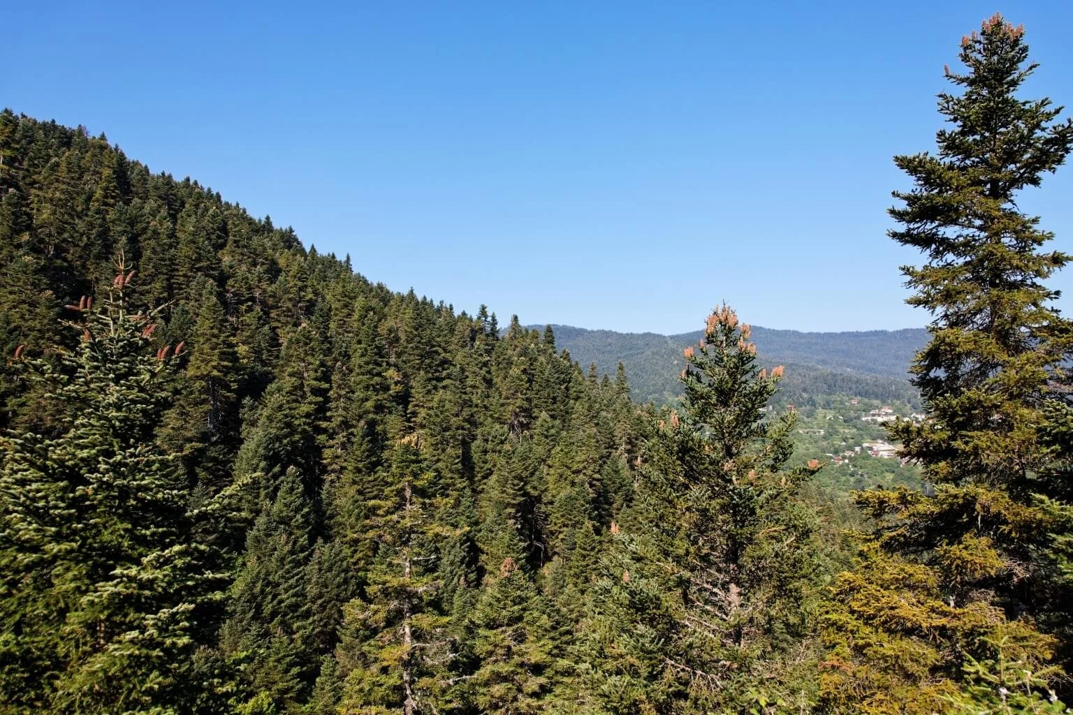 A dense forest of pine trees extends up a hillside with a clear blue sky overhead and a small town visible in the distance.