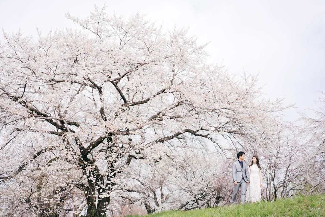 A couple in wedding attire holding hands under blooming cherry blossom trees on green grass.