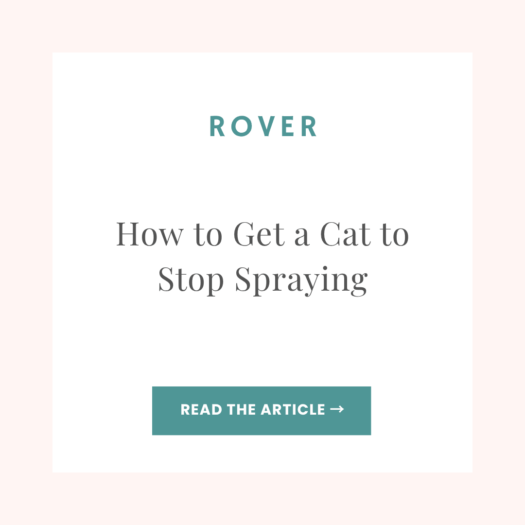 Rover blog article: How to Stop a Cat From Spraying